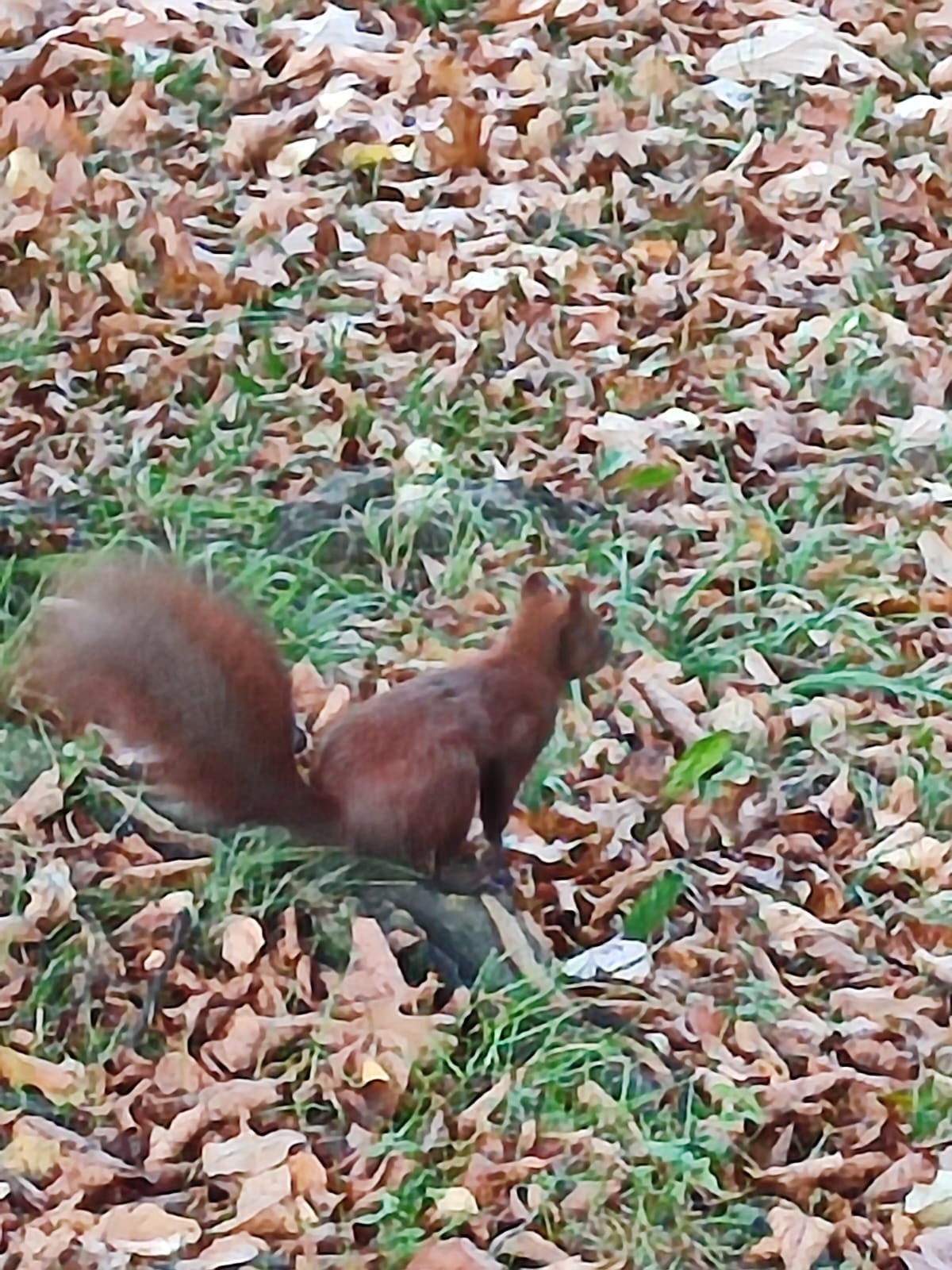 IMG-20231106-WA0004.jpg
