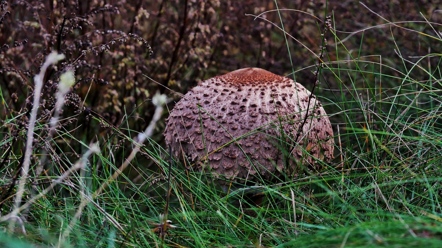 P1300079a.jpg
