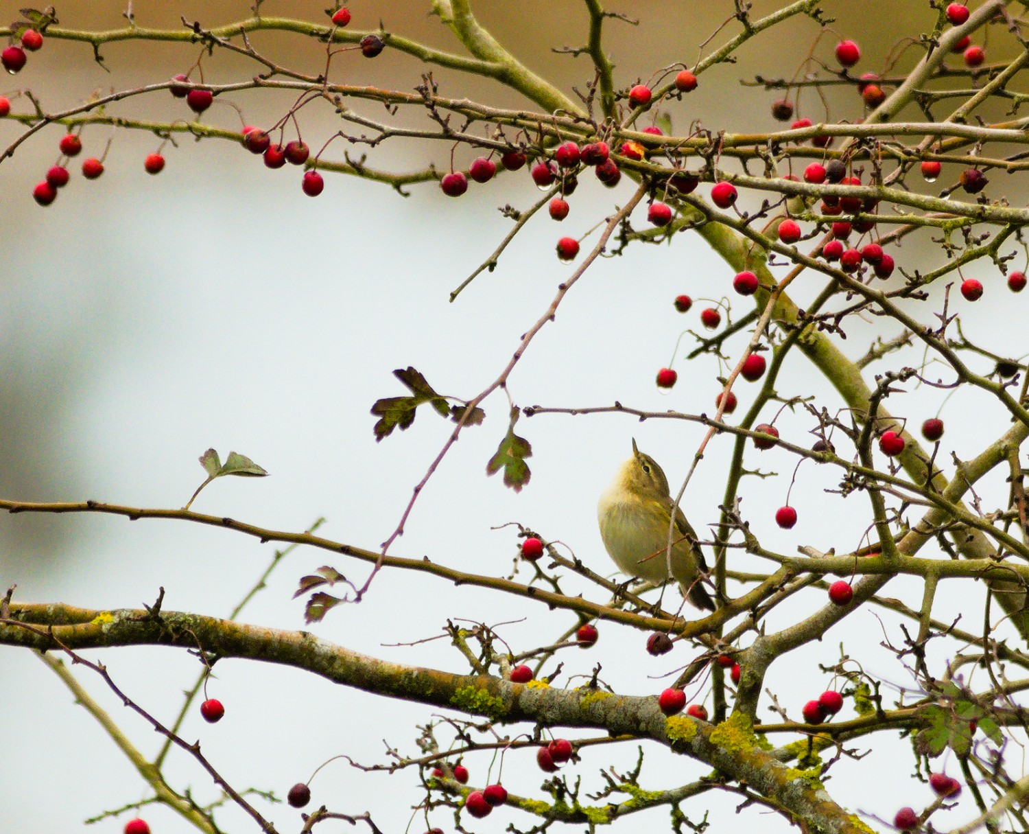 681chiffchaff.jpg