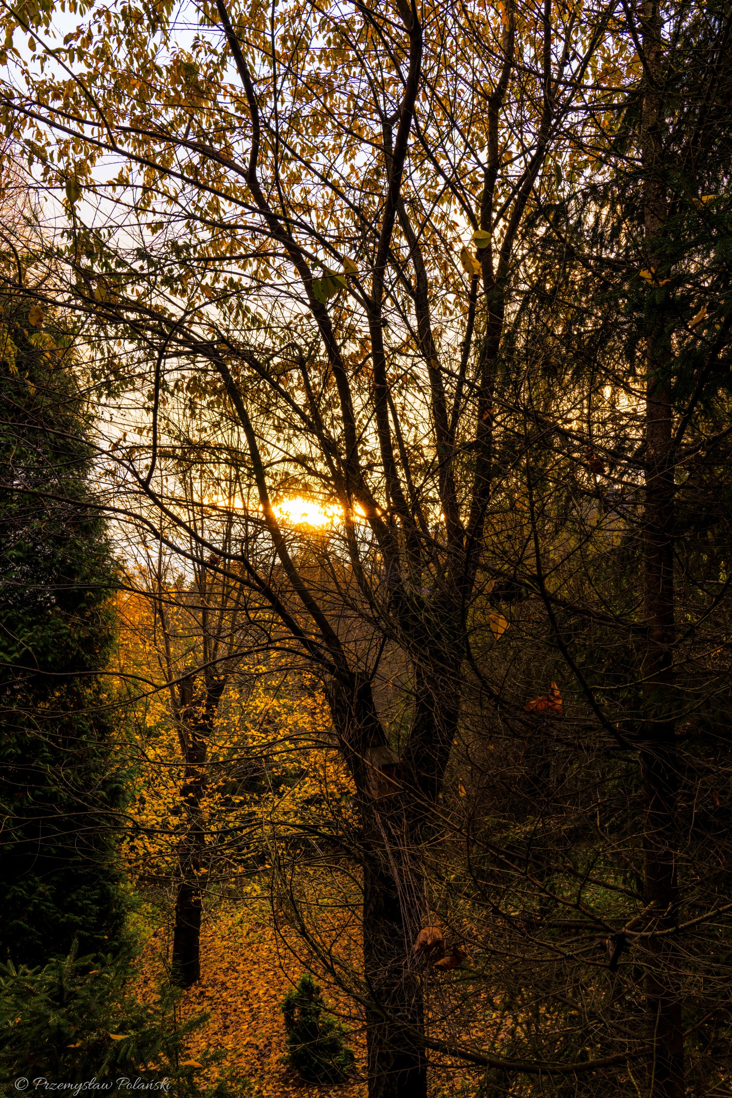 DSC09777-Poprawione-Szum.jpg