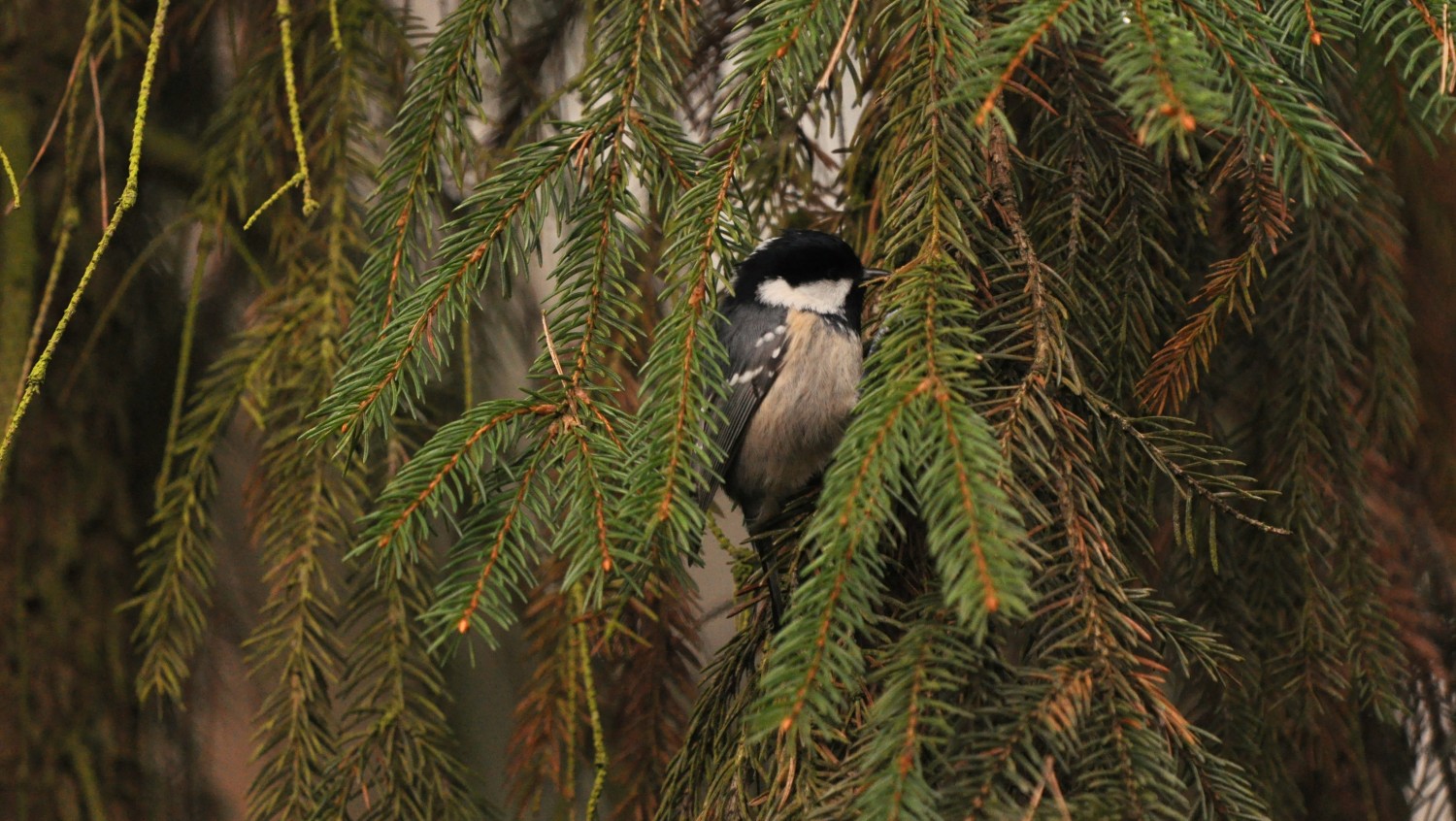DSC_0077.JPG