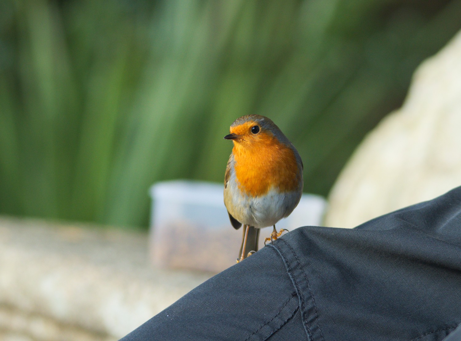 709robin.jpg