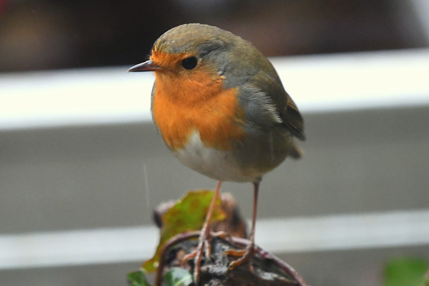 DSC_1196.JPG