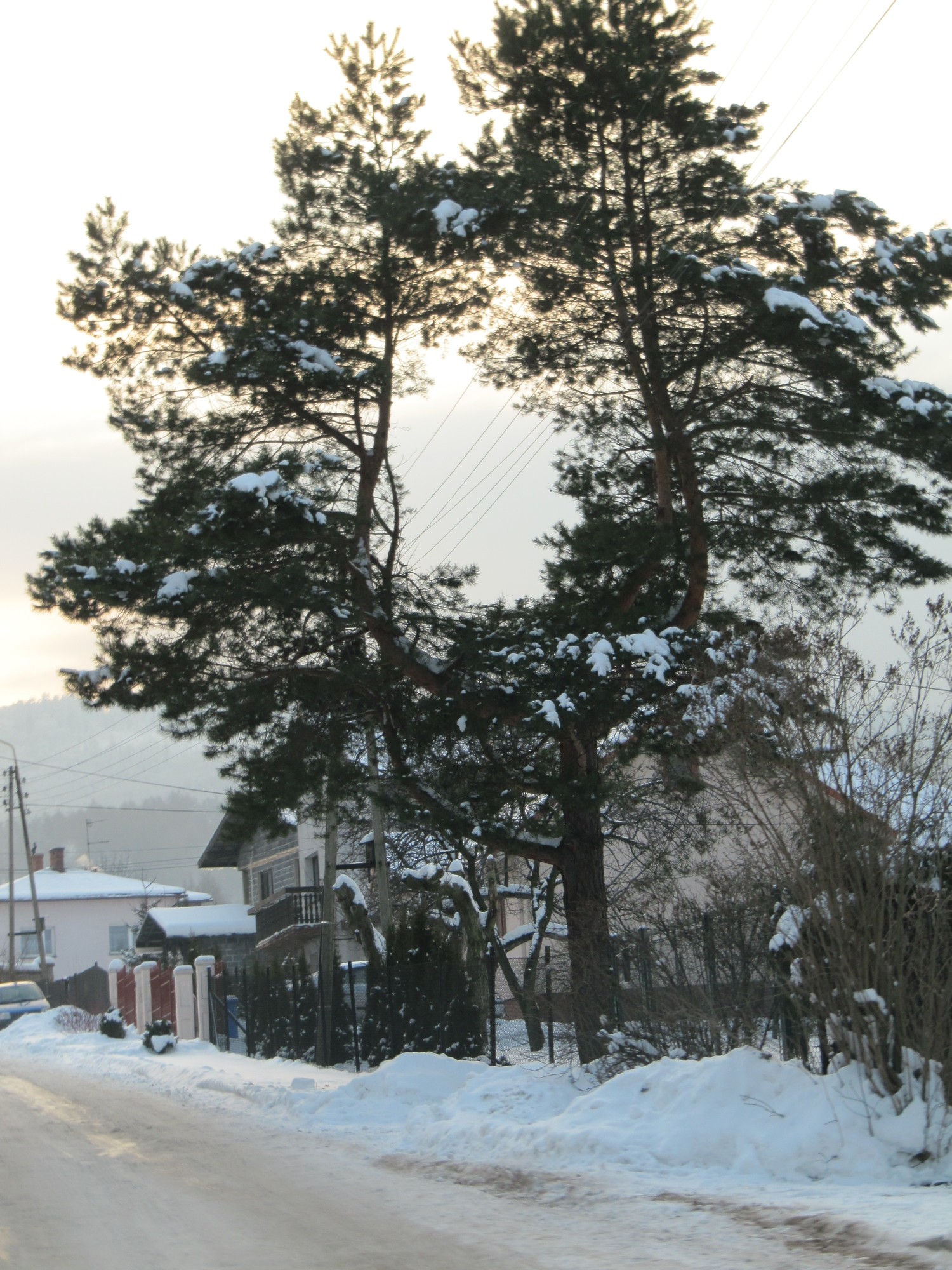IMG_1245.jpg