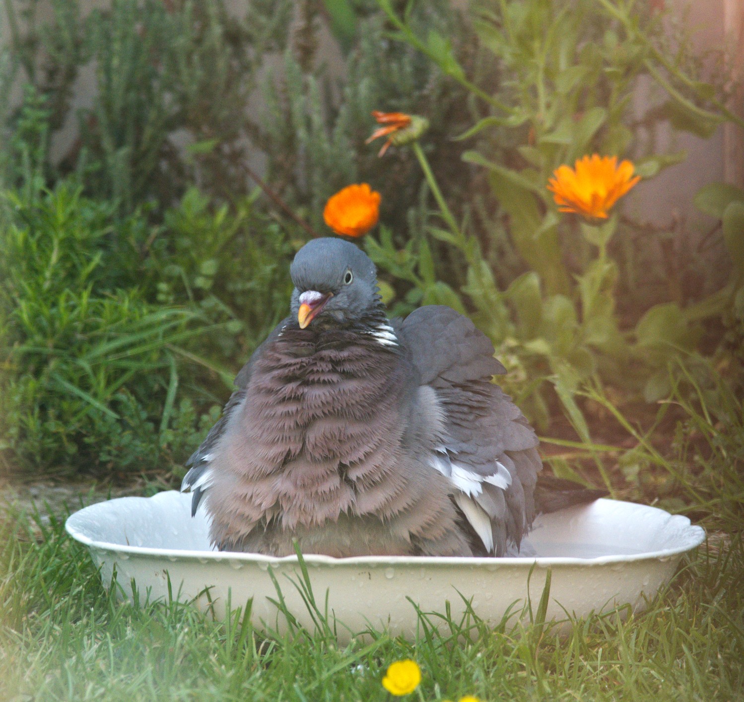 767 wood  pigeaon.jpg
