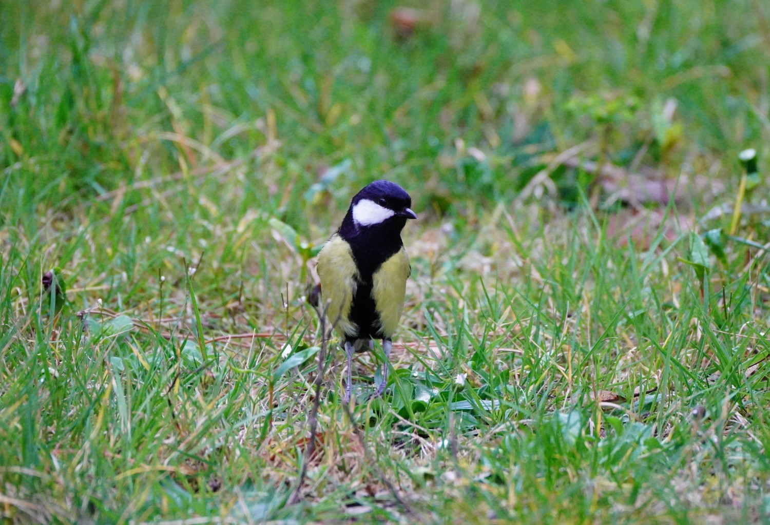 DSC05019a.JPG