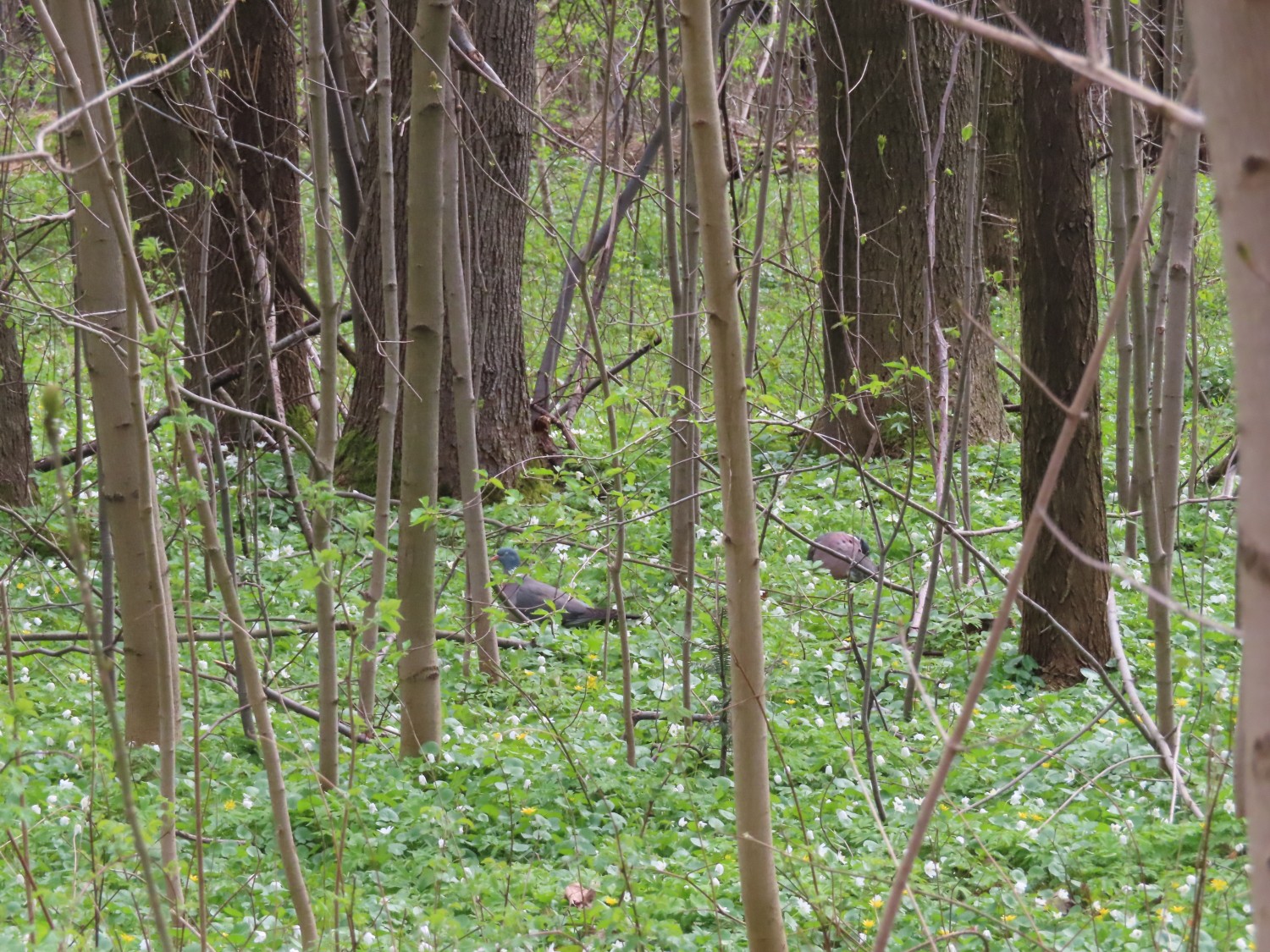 0IMG_6042.JPG