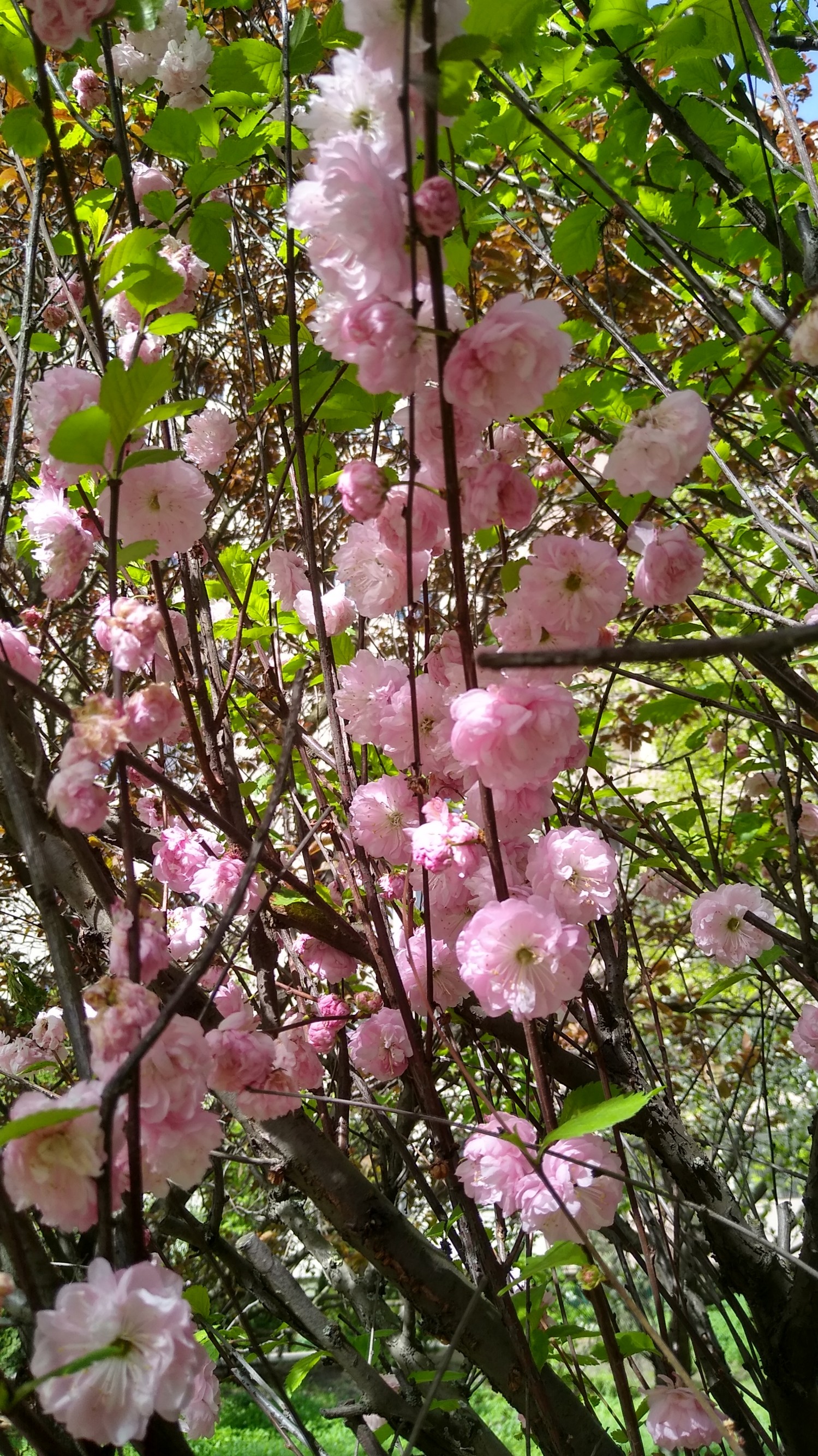 IMG_20240409_104248784_HDR.jpg