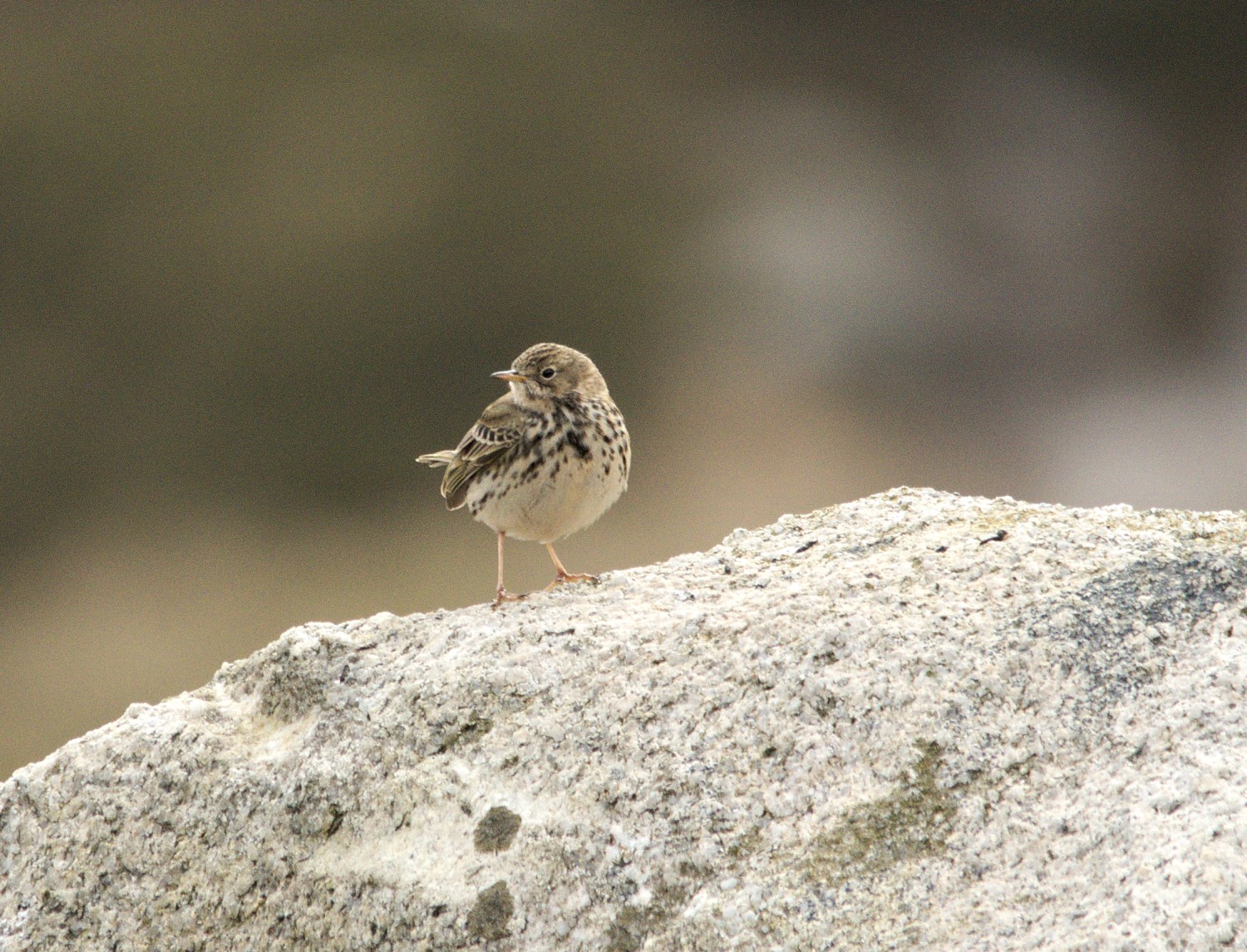 839 pippit.jpg