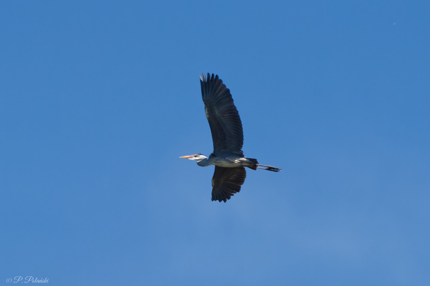 DSC01658_DxO.jpg