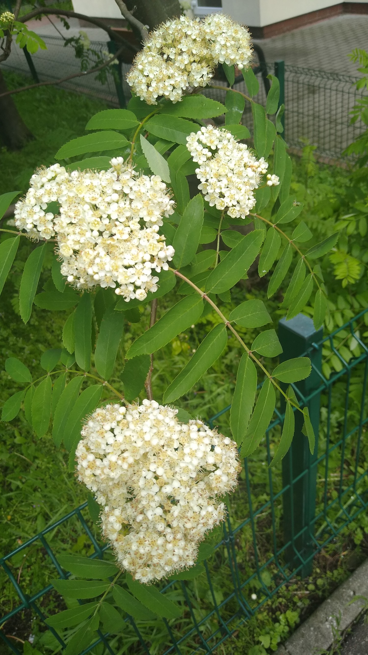 IMG_20240420_115021894.jpg
