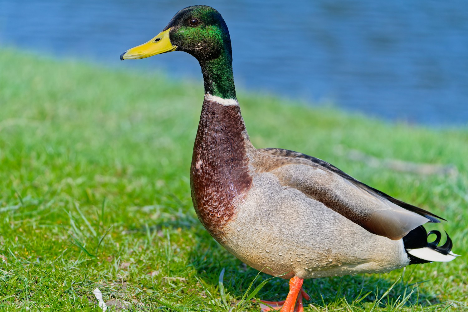 DSC00851_DxO-1.jpg