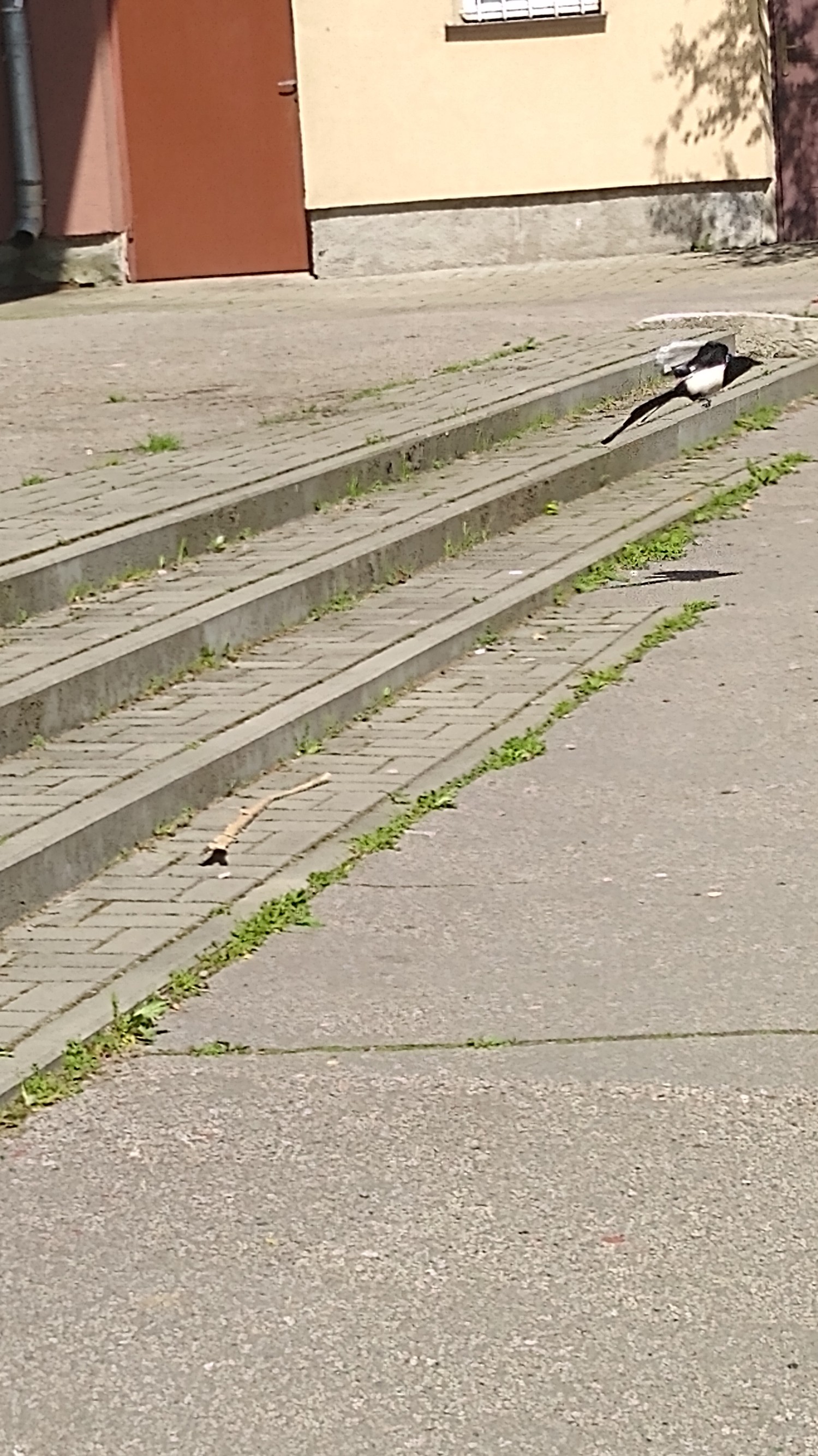 IMG_20240428_111824136.jpg