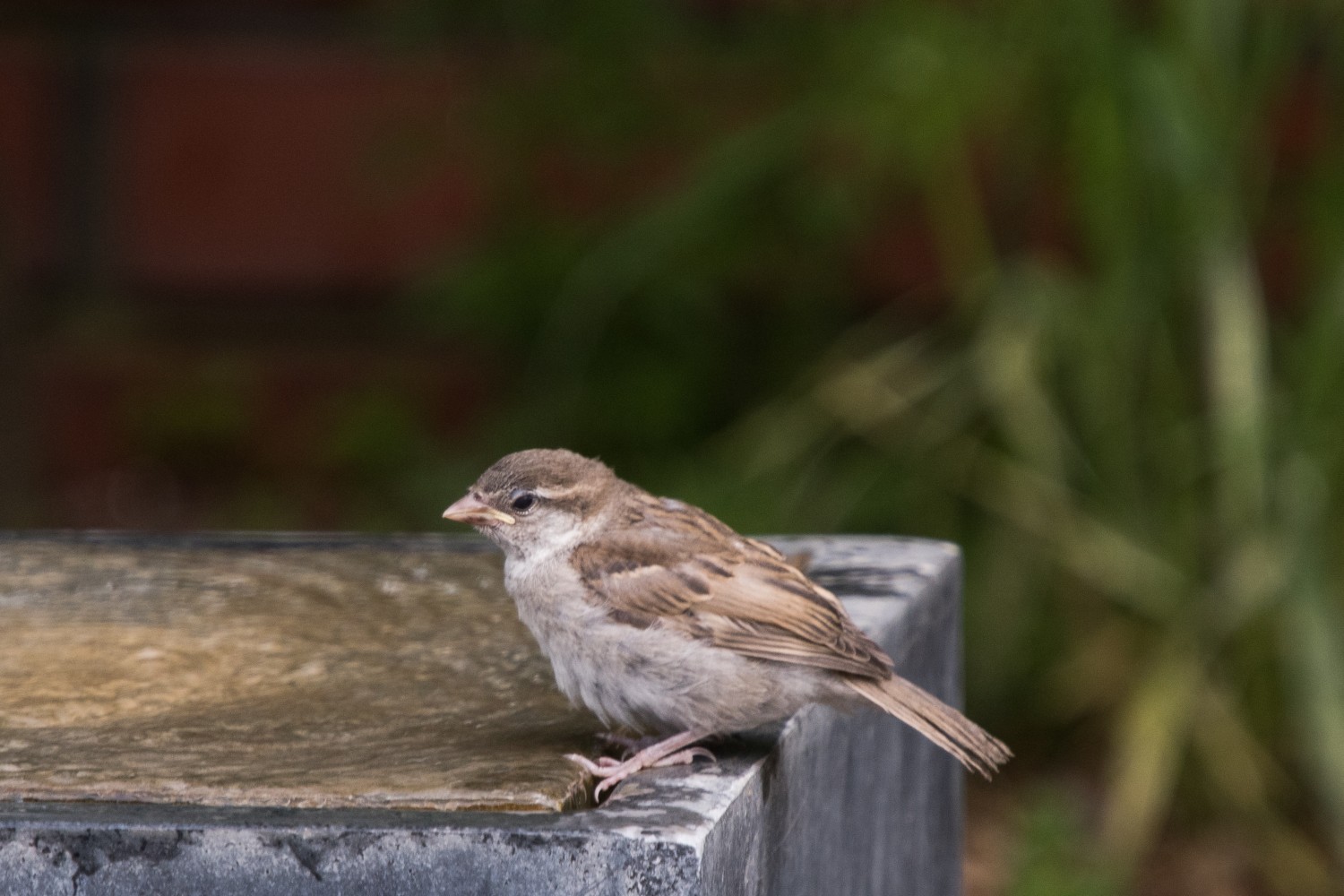 DSC_2298.jpg
