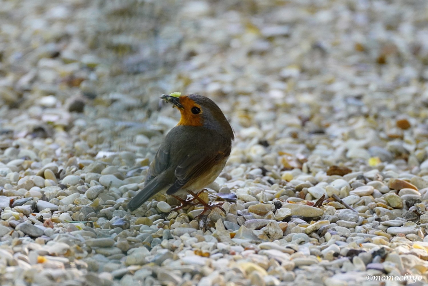 DSC06600bs.jpg