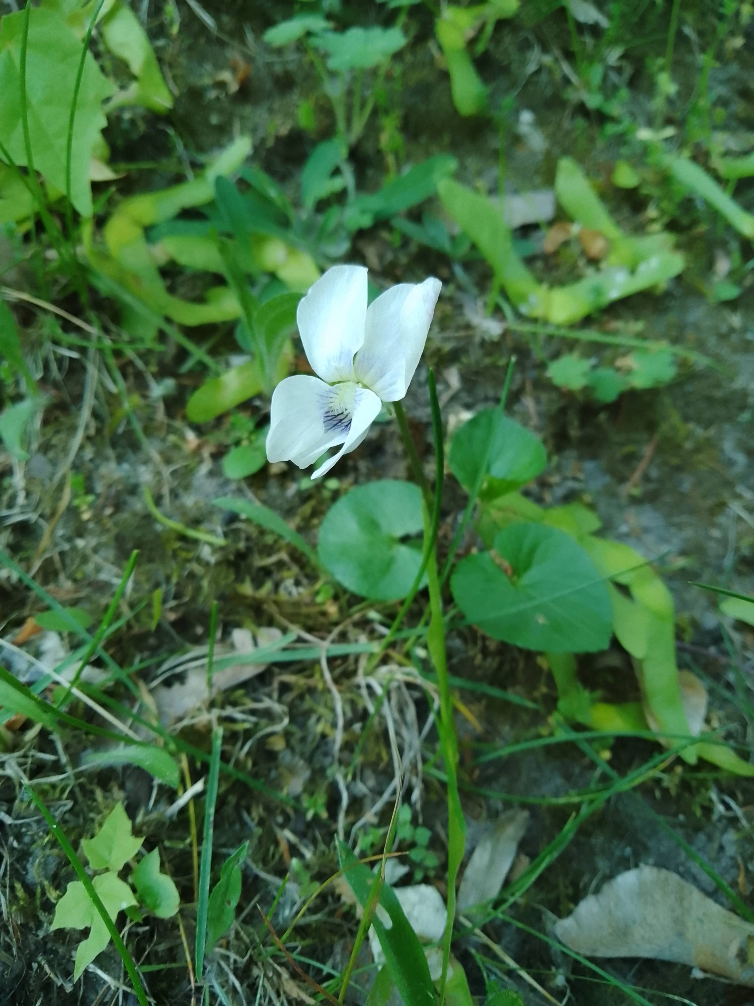 IMG_20240508_163901.jpg