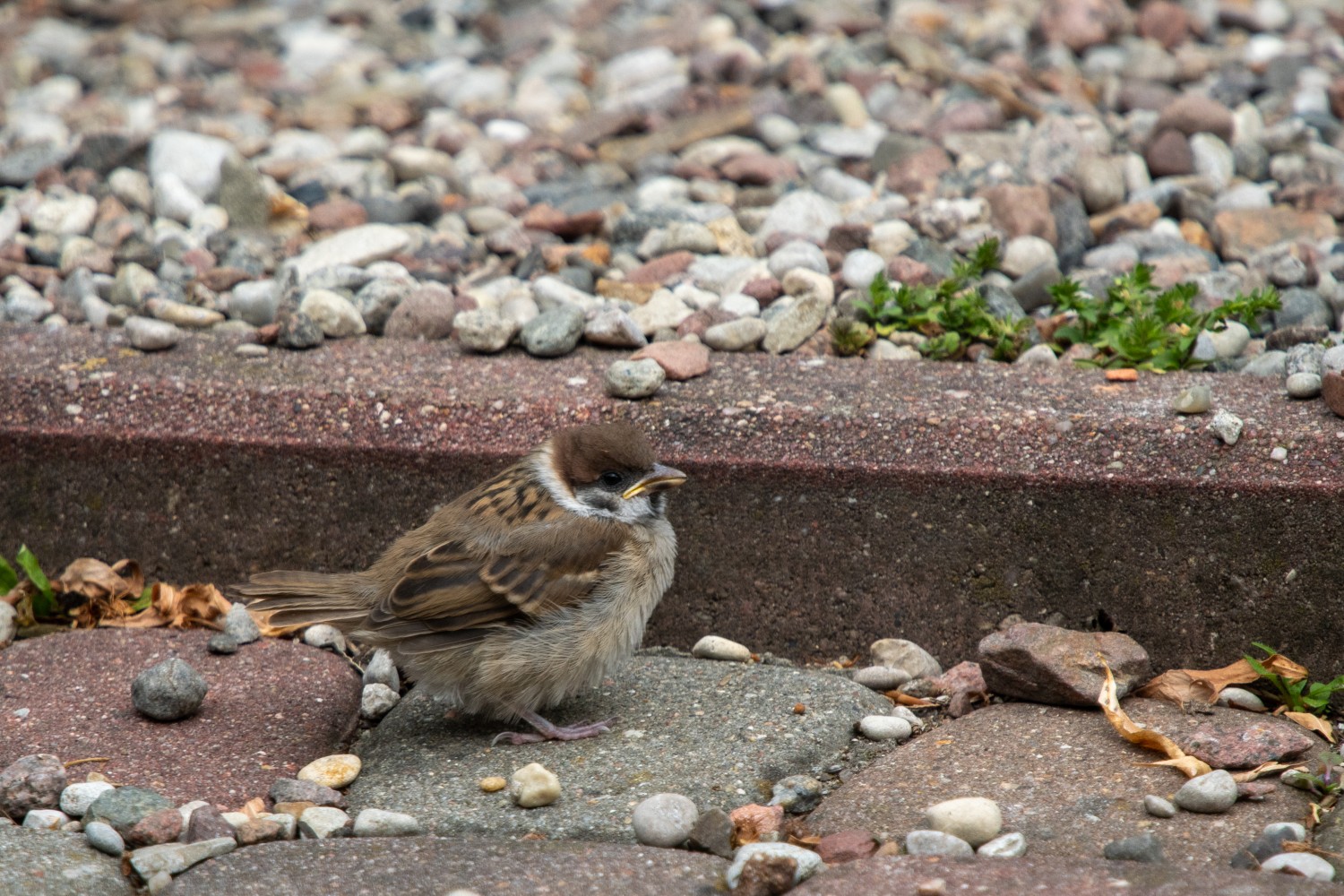 DSC_2558.jpg