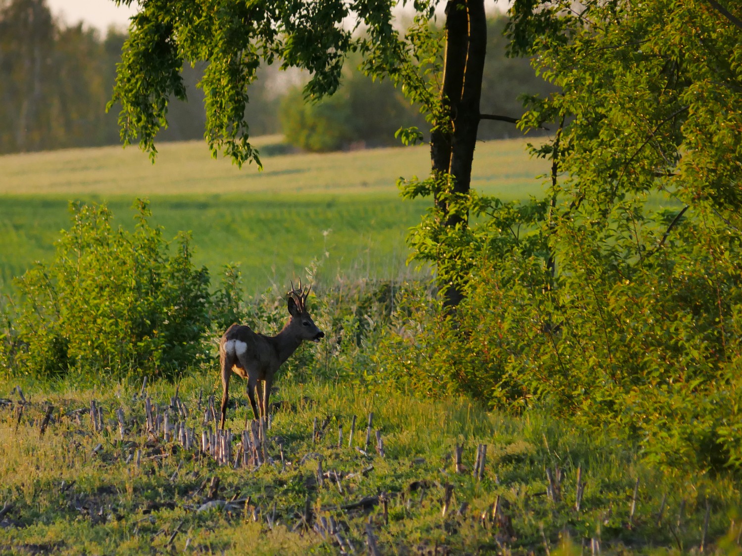 P1310463a.jpg