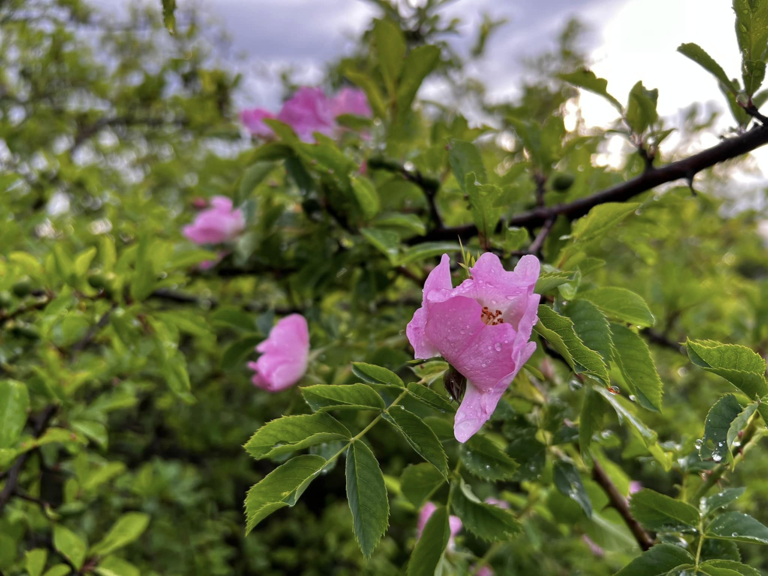 obraz_2024-05-25_122528978.png