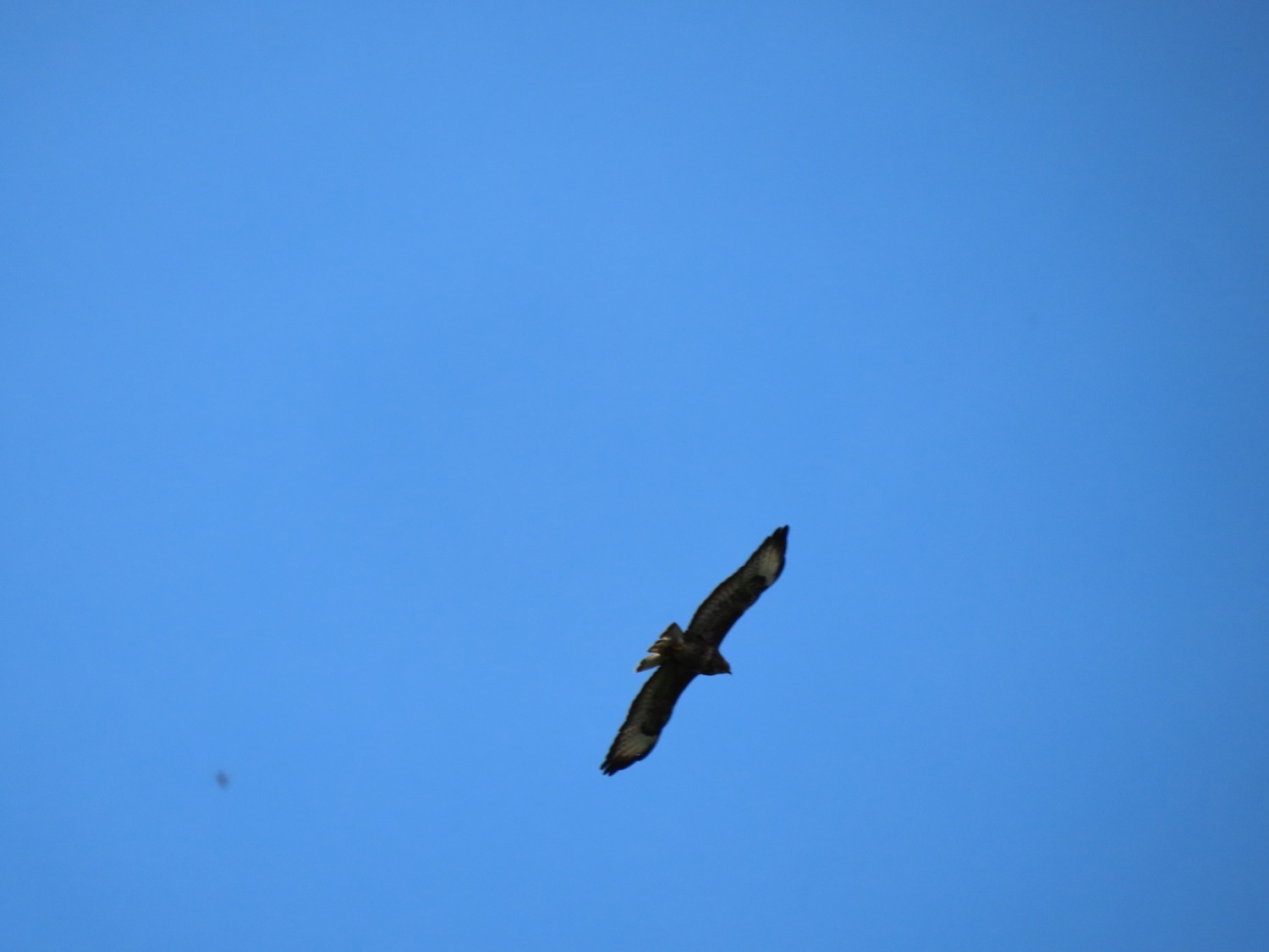 IMG_7940.JPG