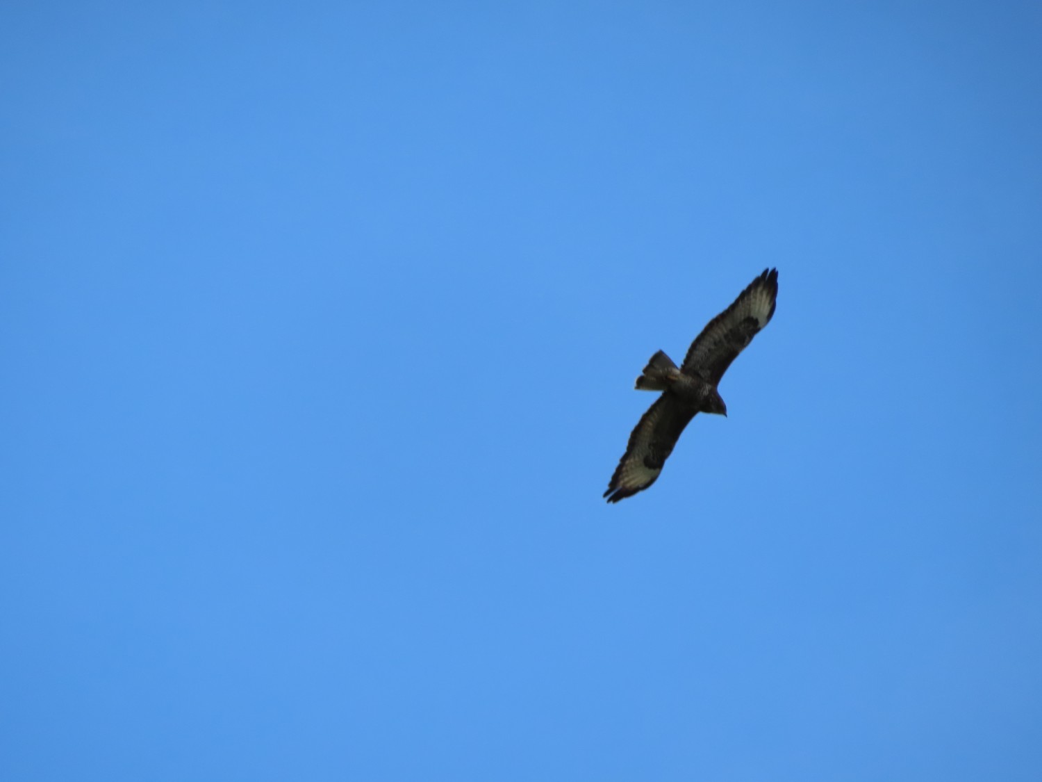 IMG_7941.JPG