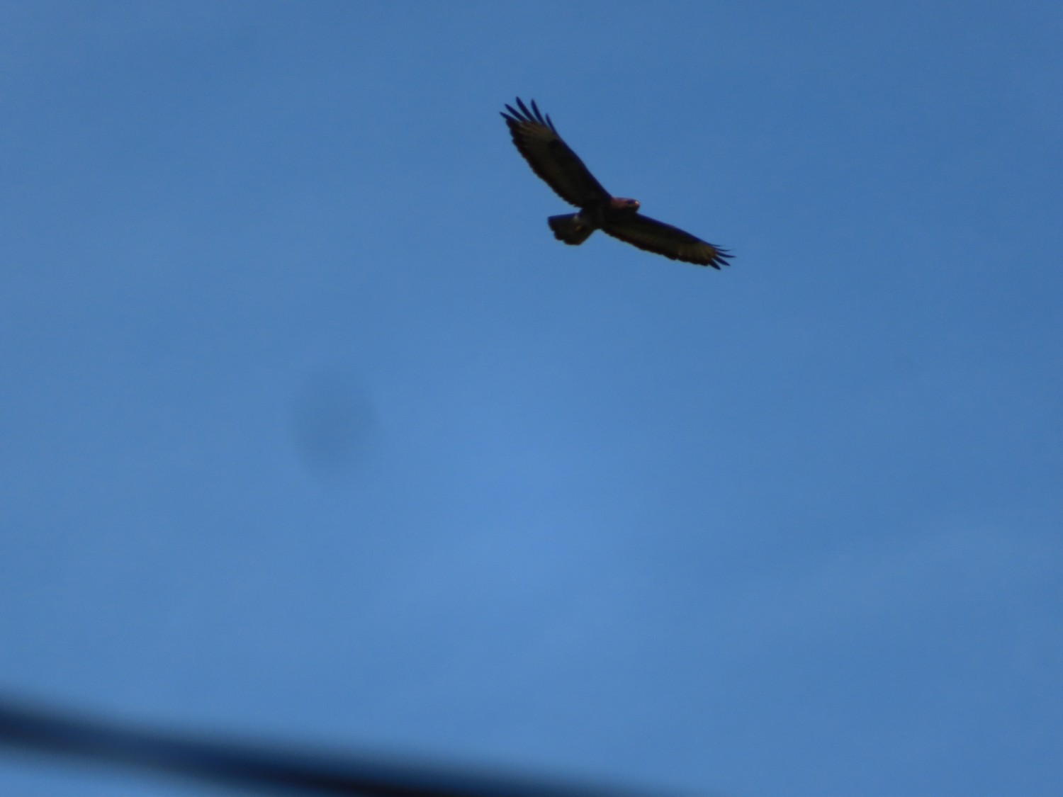 IMG_7939.JPG