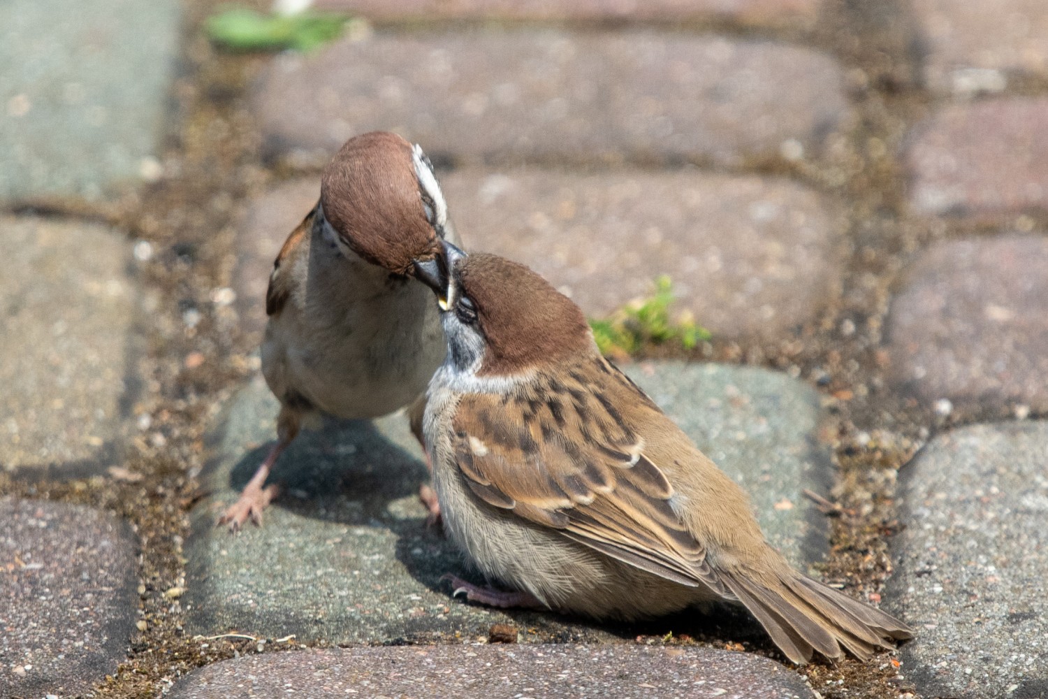 DSC_4558.jpg
