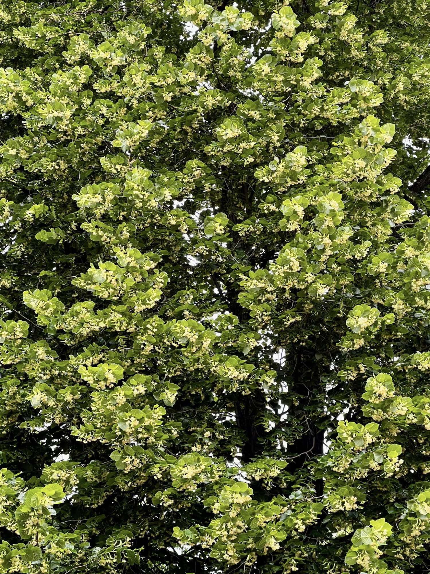obraz_2024-06-01_213151405.png