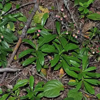 obraz_2024-06-08_094832929.png