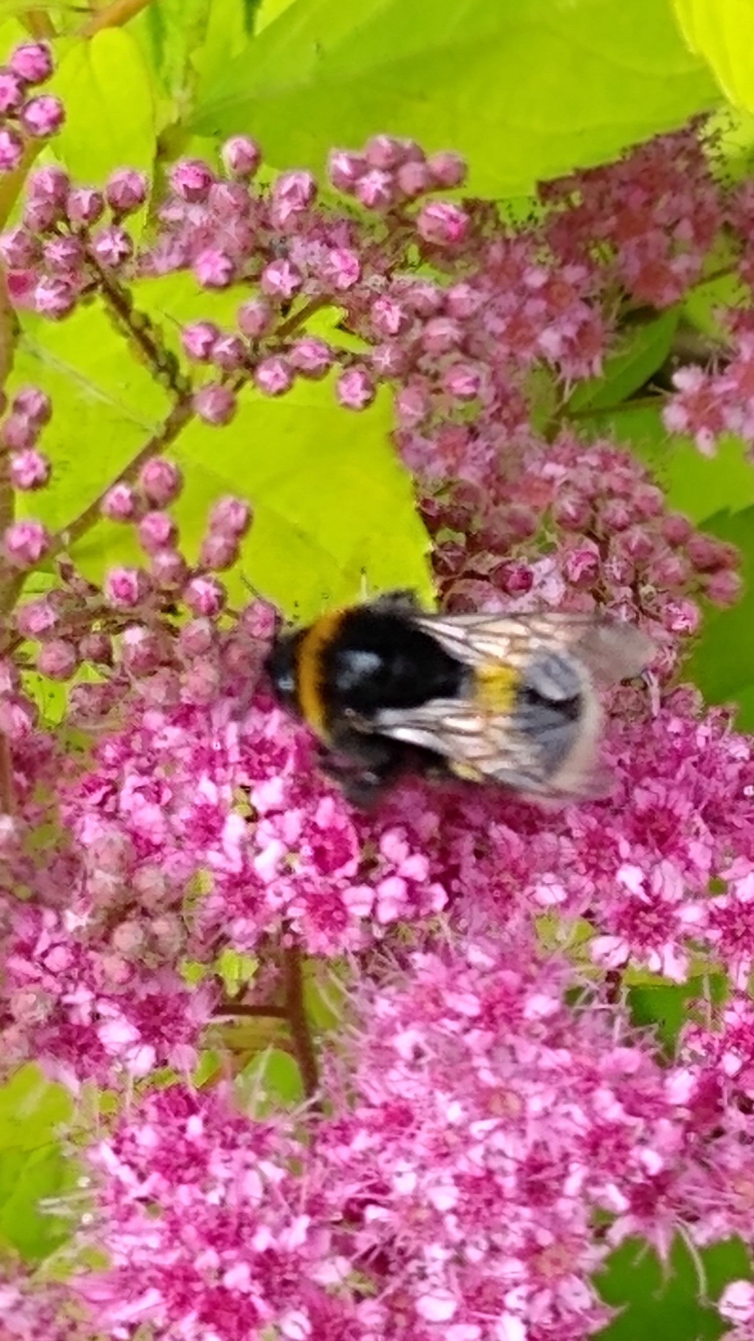 IMG_20240607_150734805.jpg