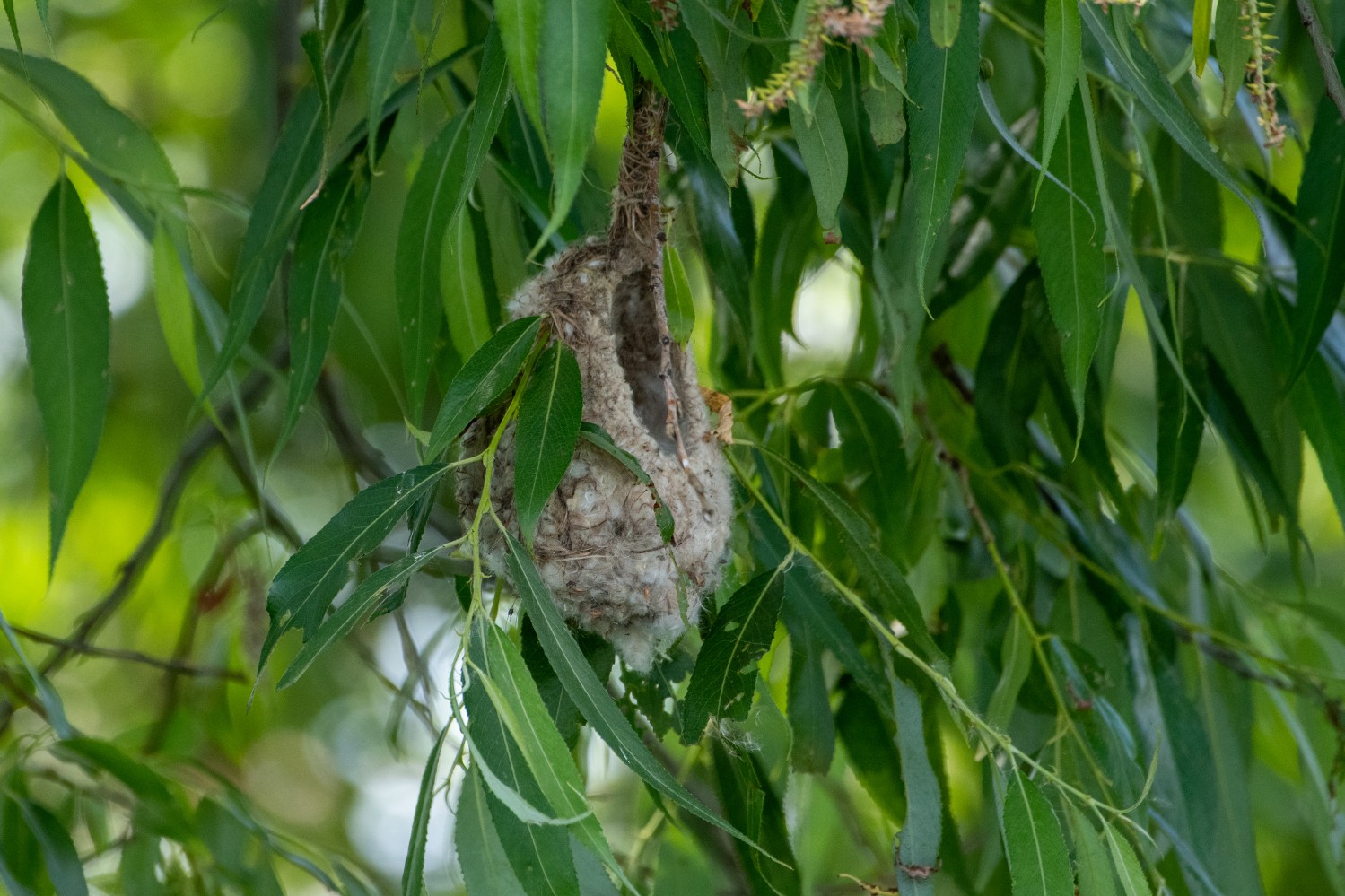 DSC_5585.jpg