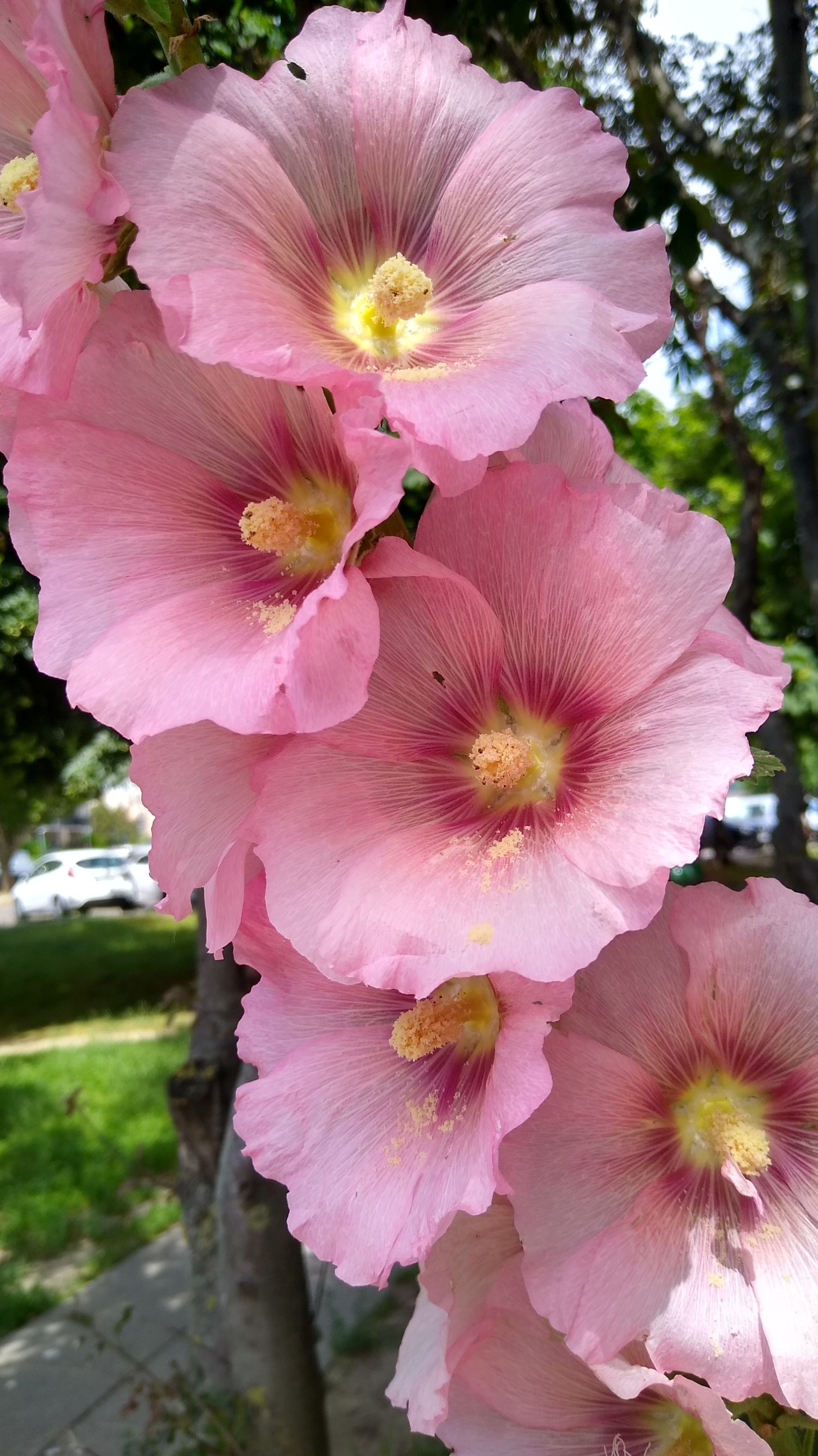 IMG_20240618_114623519_HDR.jpg