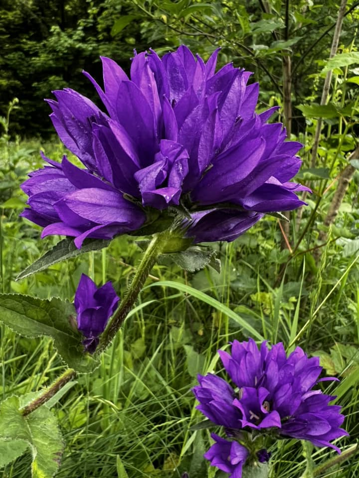 obraz_2024-06-20_211632833.png