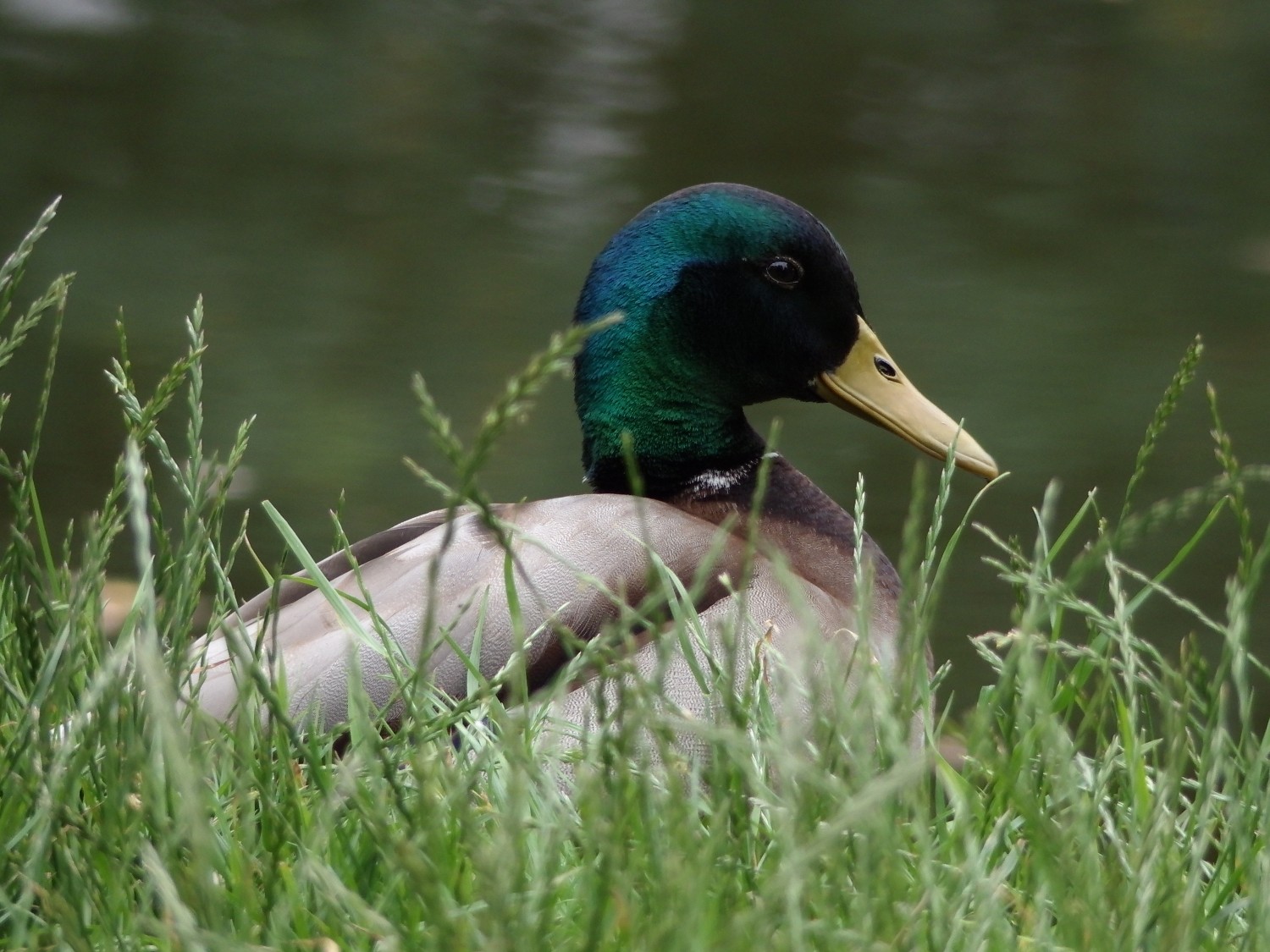 100_4393.JPG