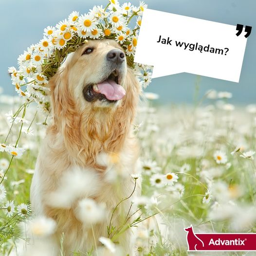 obraz_2024-07-28_203133765.png