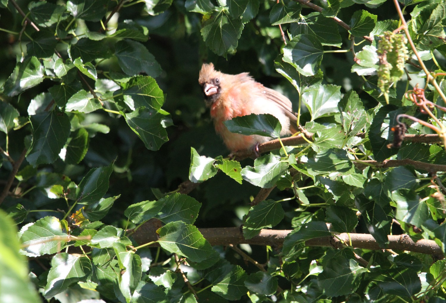 30 August 11.53 juvenile cardinal kardynał szkarłatny 2.JPG
