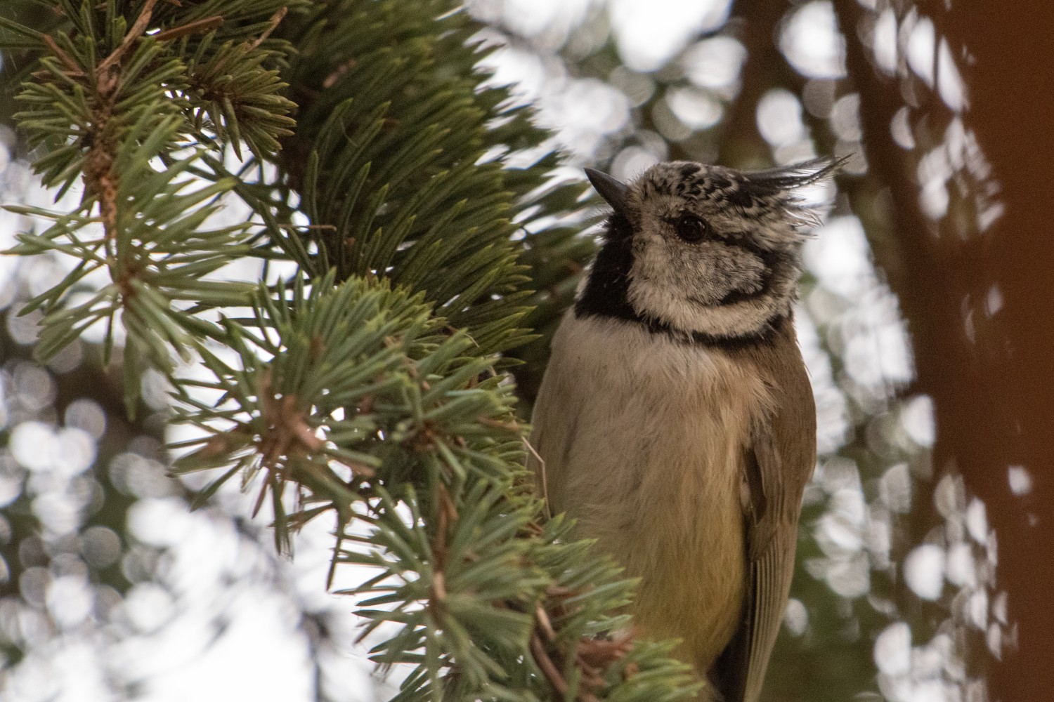 DSC_0271.jpg