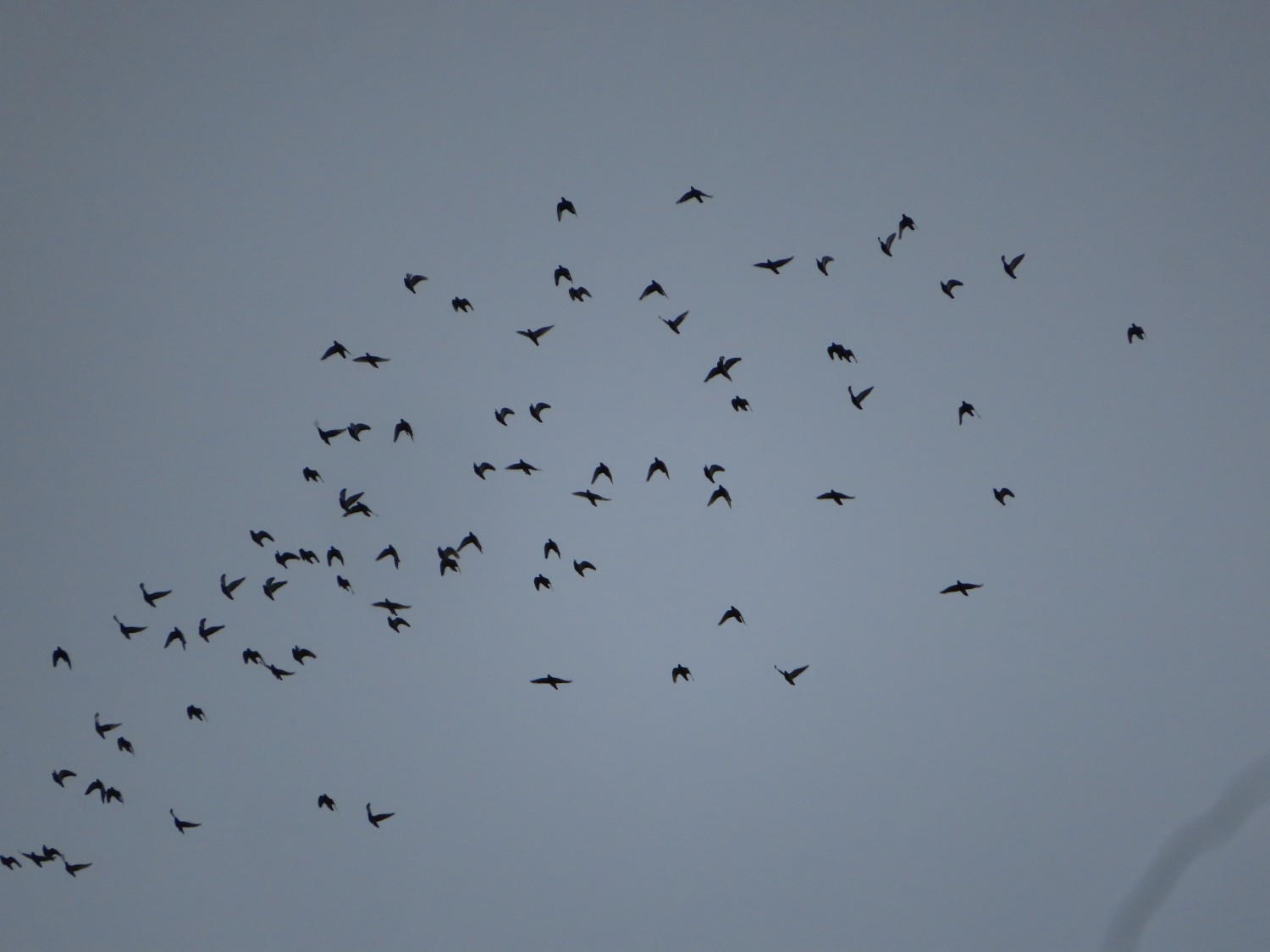 IMG_9733.JPG