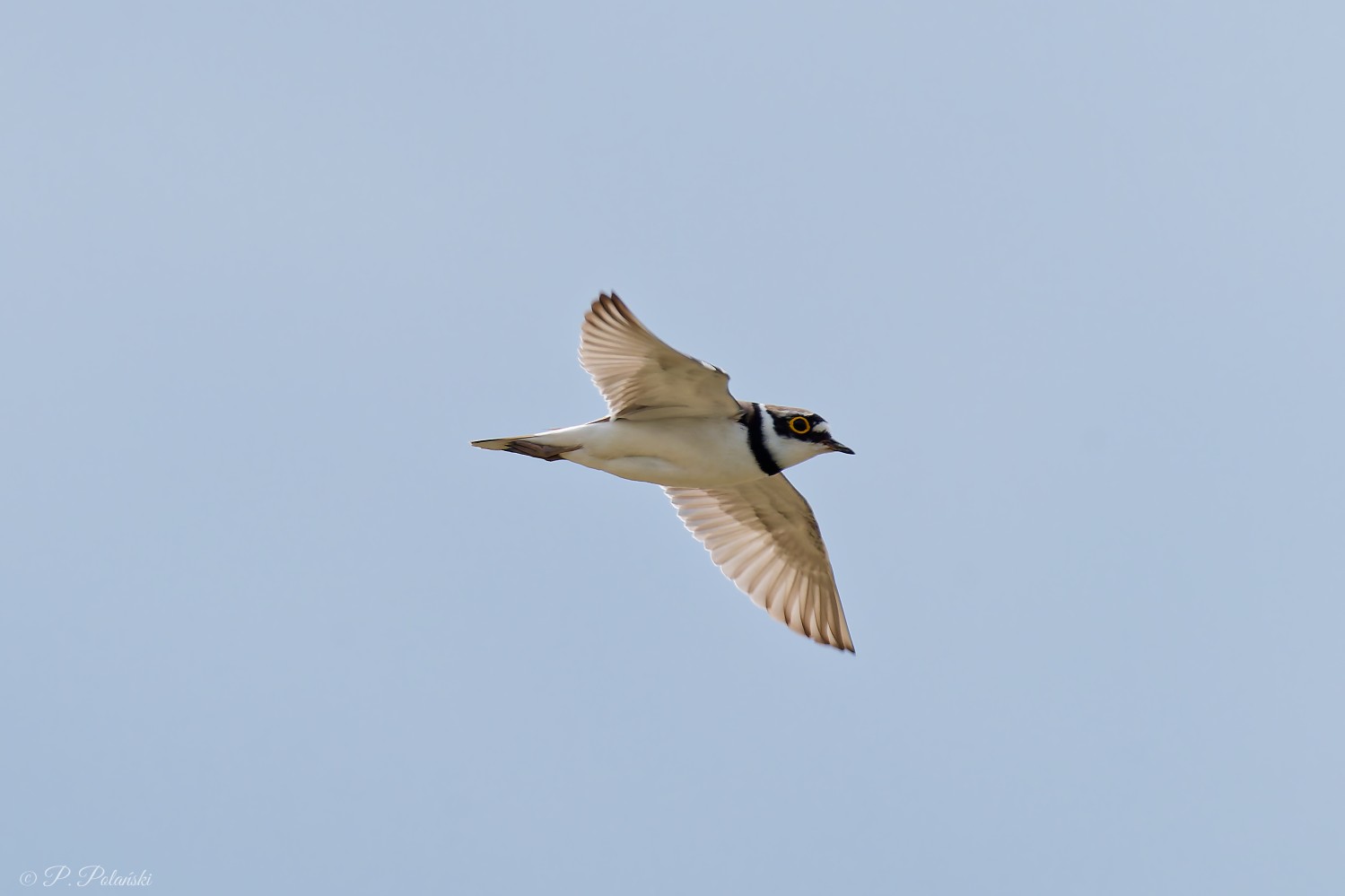 DSC02874_DxO.jpg