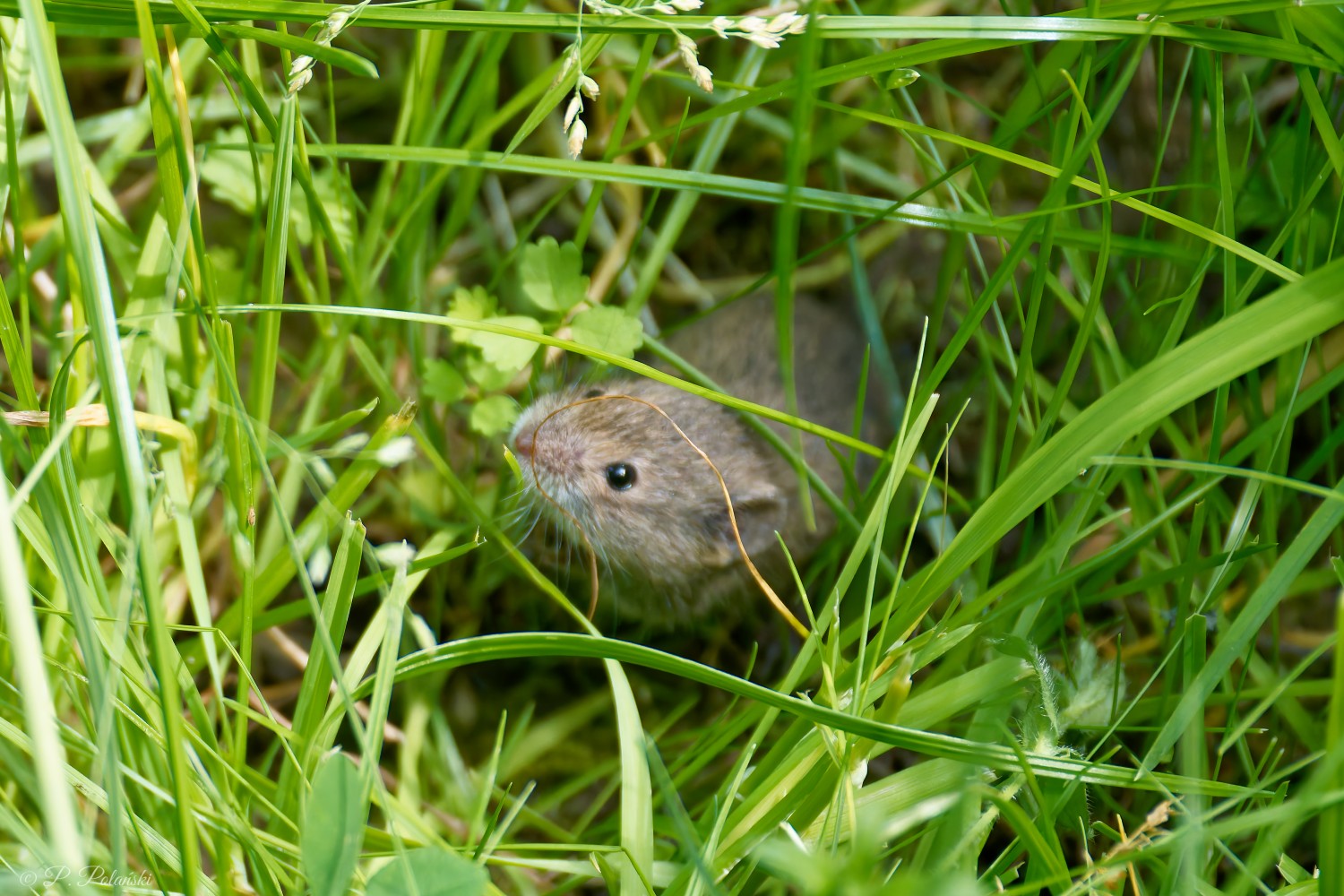 DSC02959_DxO.jpg