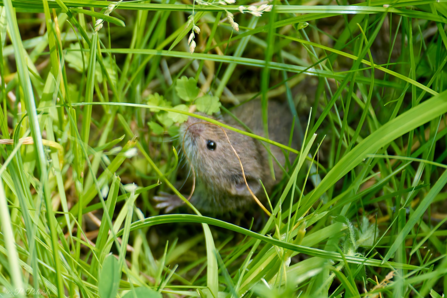 DSC02960_DxO.jpg