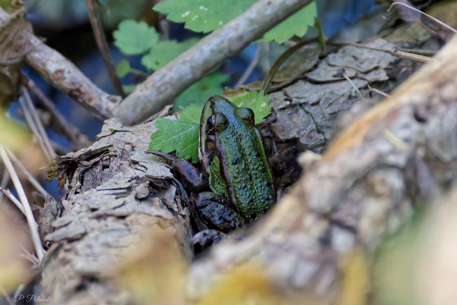 DSC03028_DxO-1.jpg