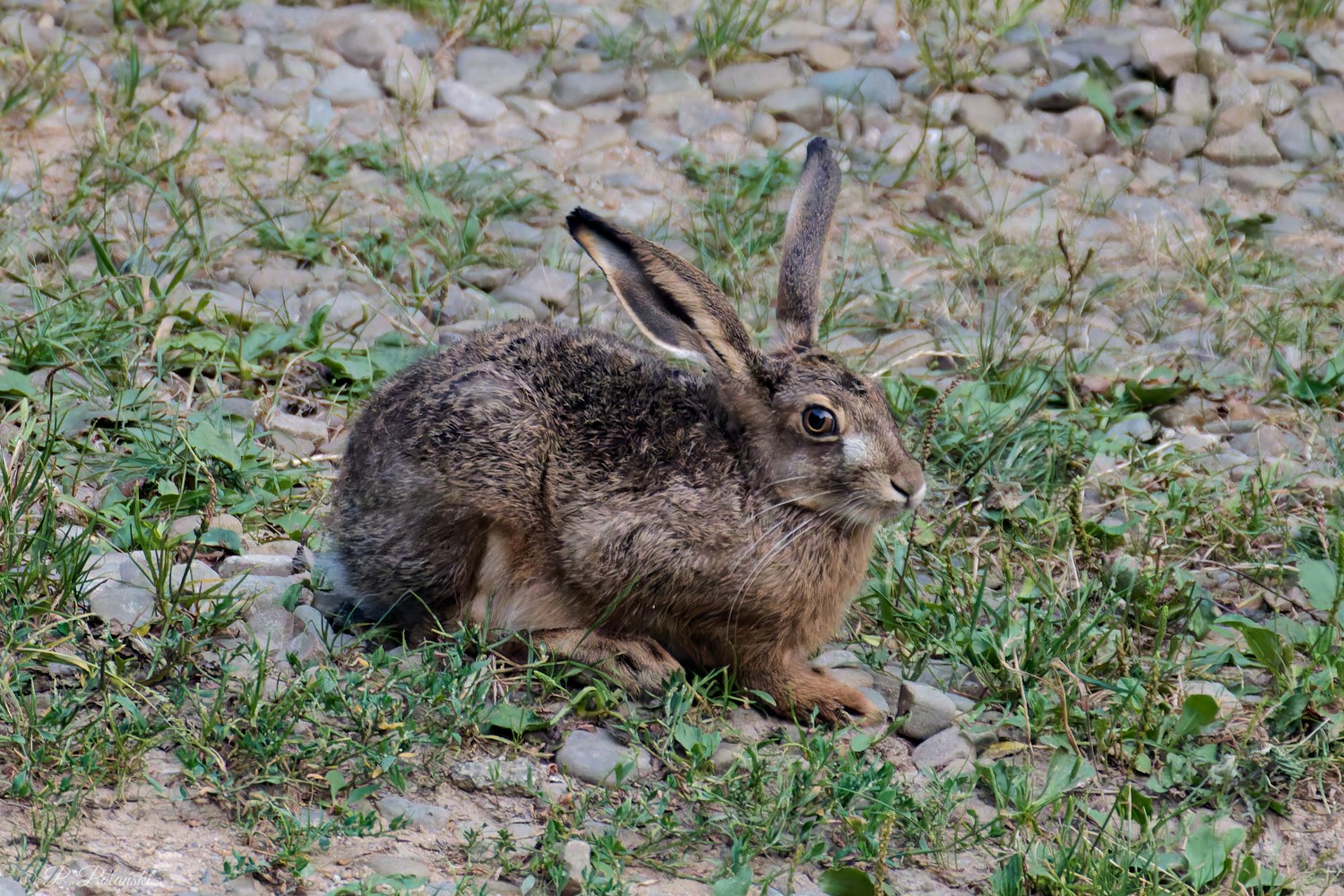 DSC03008_DxO.jpg