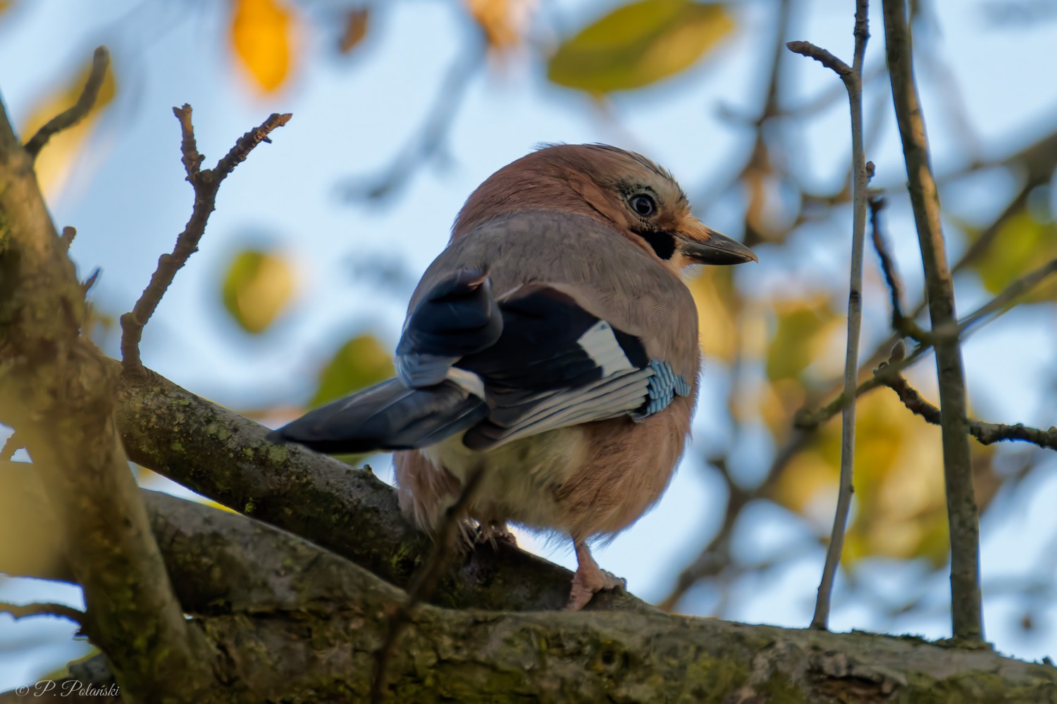DSC03099_DxO.jpg