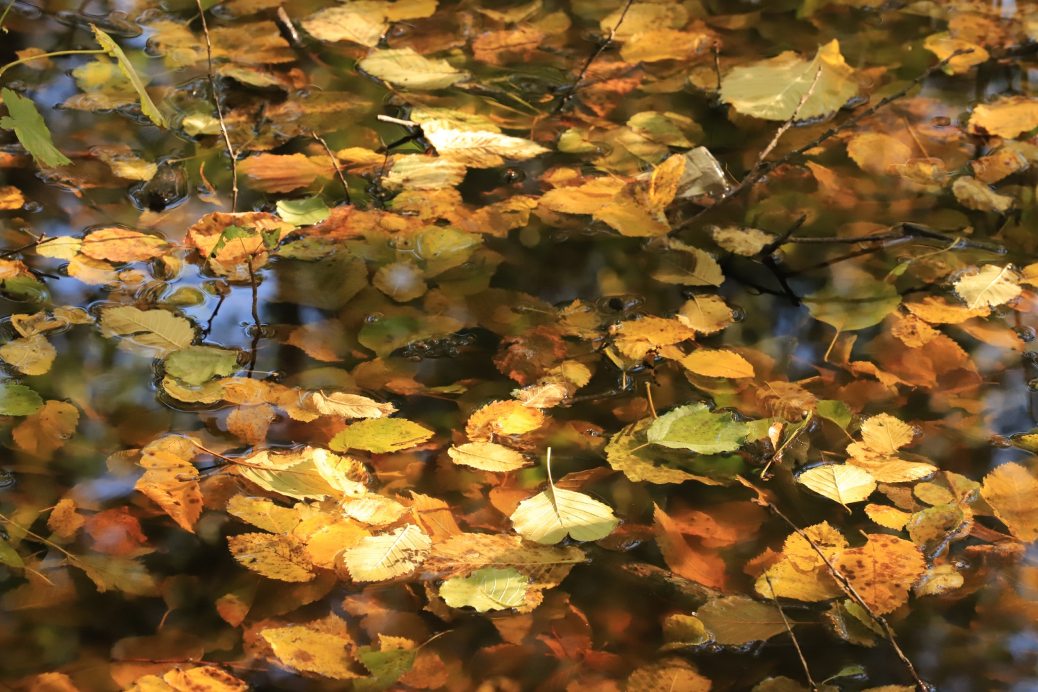 obraz_2024-10-25_132241344.png