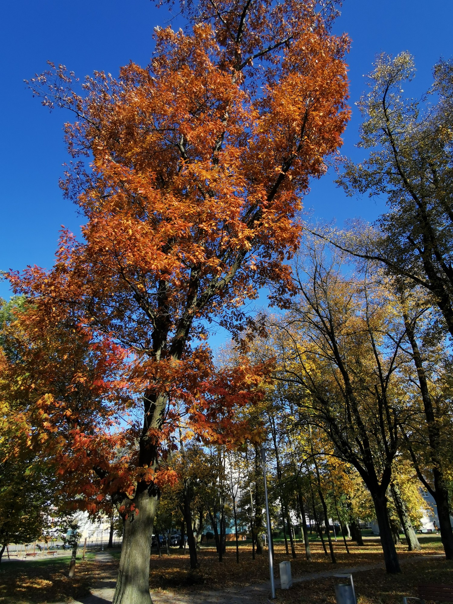 IMG_20241025_143819.jpg