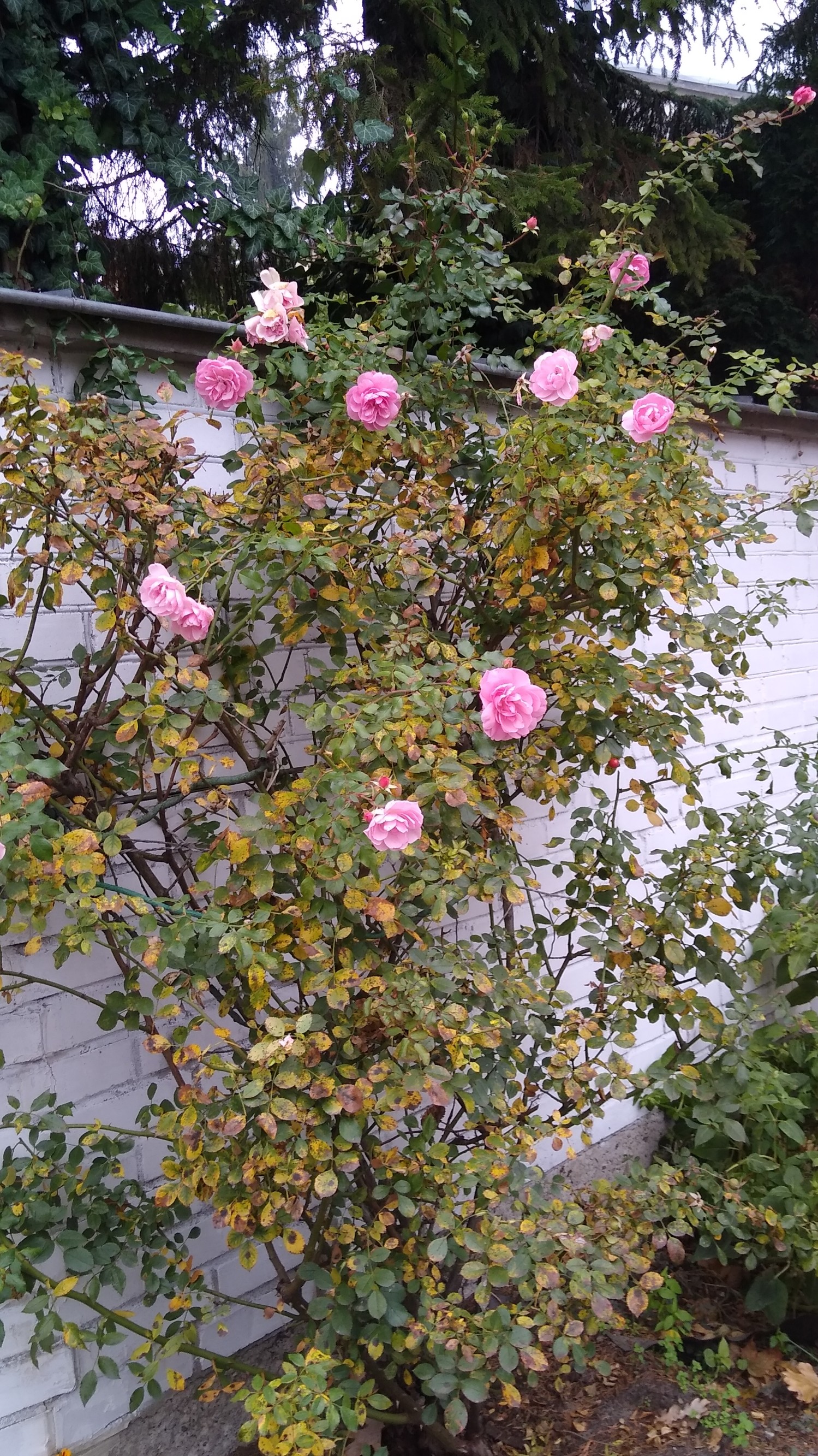 IMG_20241107_112411749.jpg