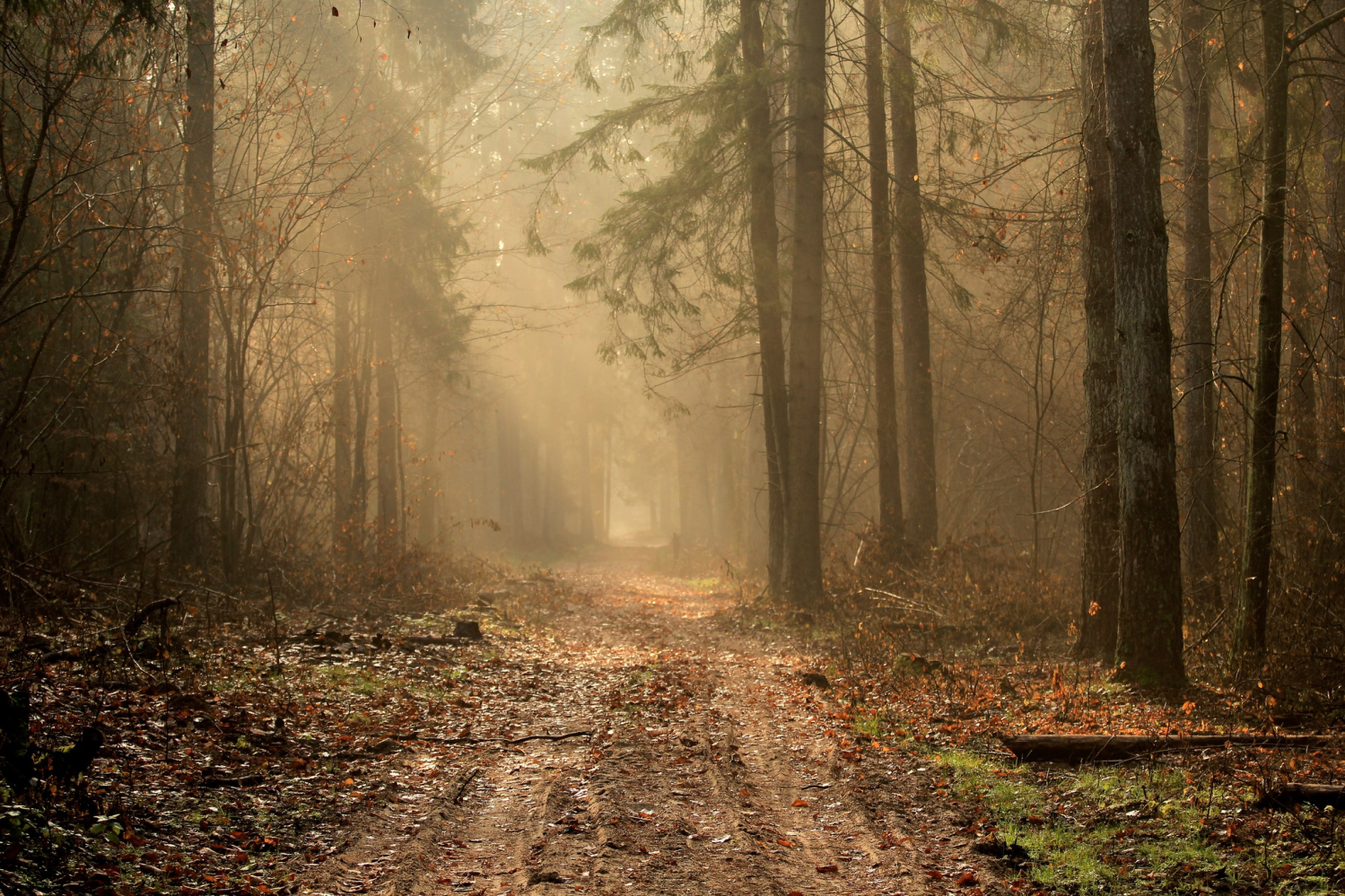 obraz_2024-11-12_174216455.png