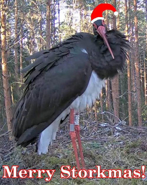 merry christmas black stork 1_3 storkmas.png
