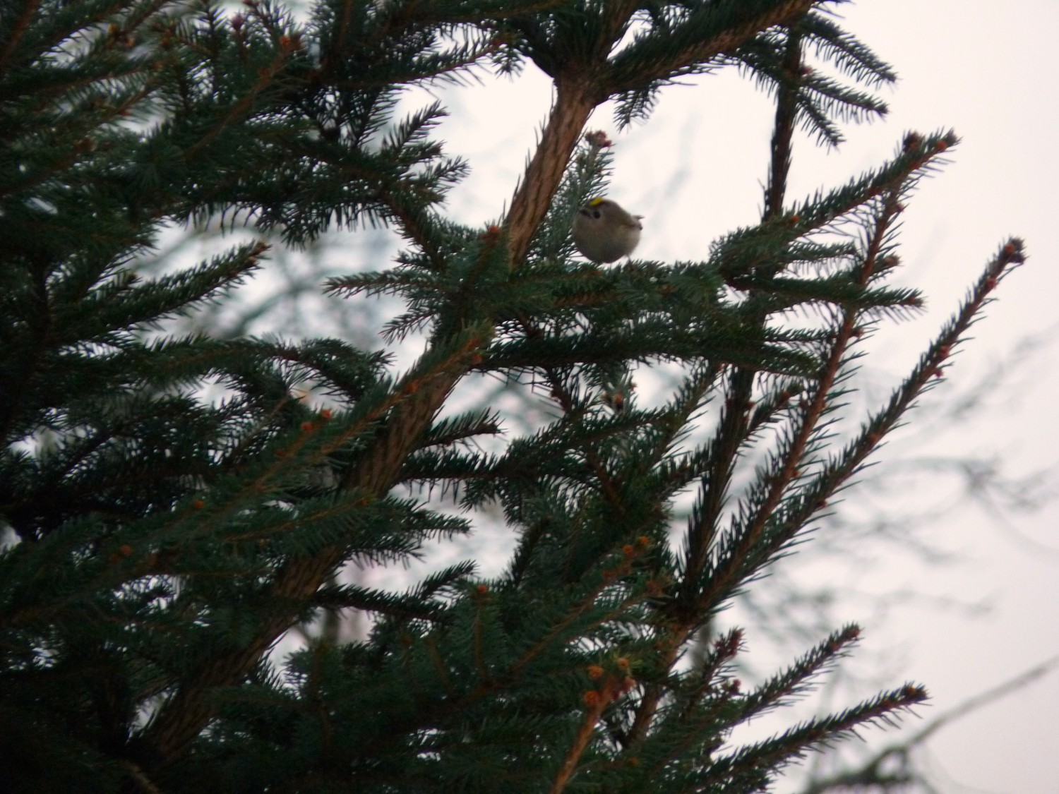 P1060919.JPG